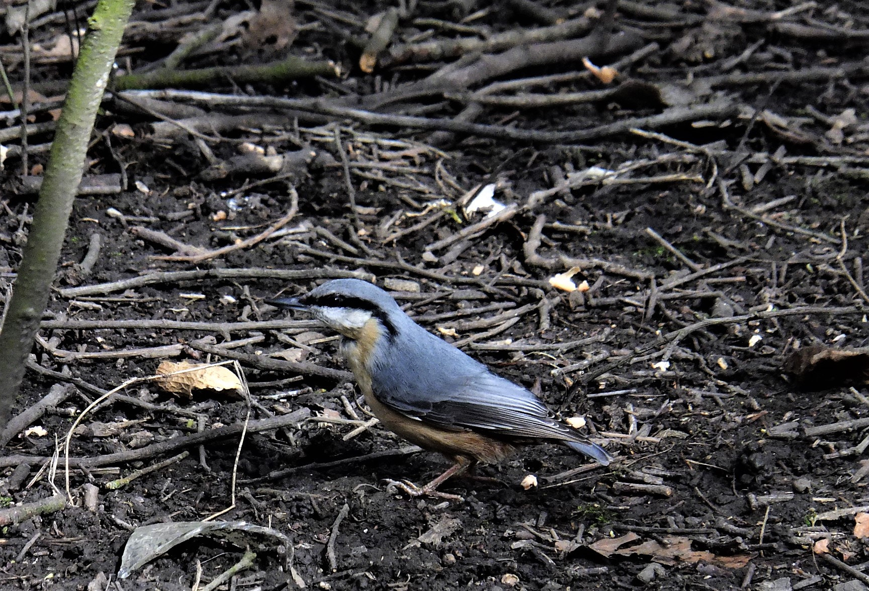 Fujifilm FinePix F770EXR (FinePix F775EXR) sample photo. Nuthatch down from the tree photography