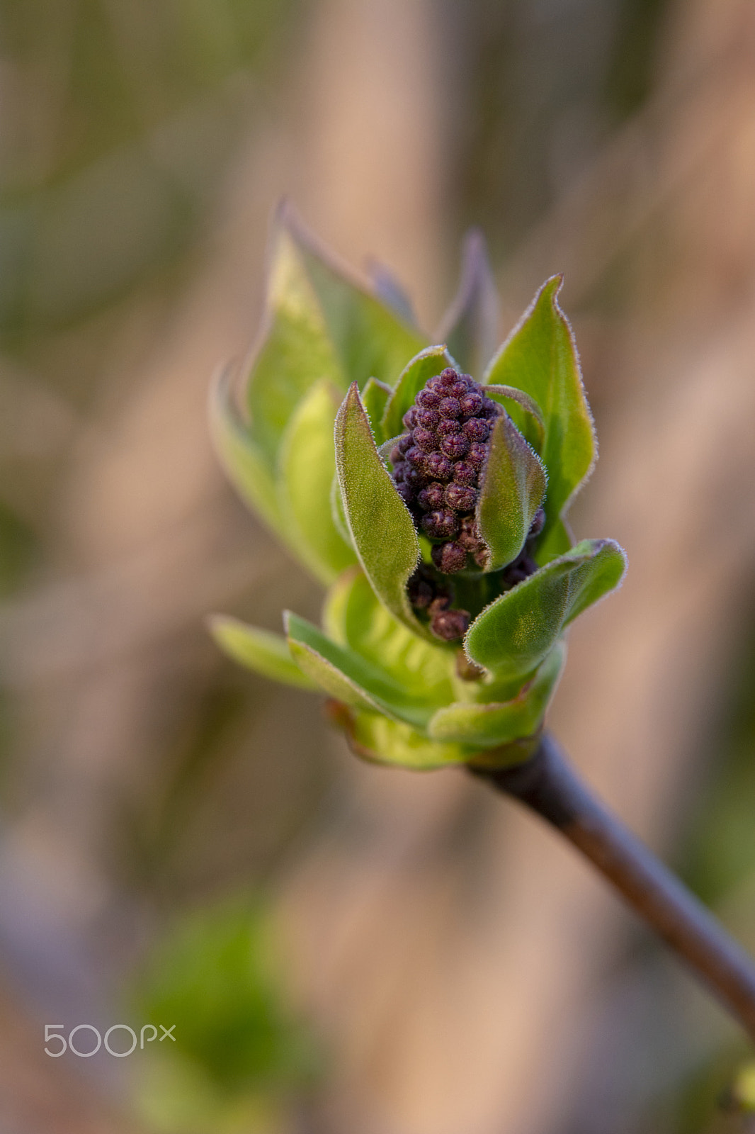 Nikon D5200 sample photo. Lillac small flower photography