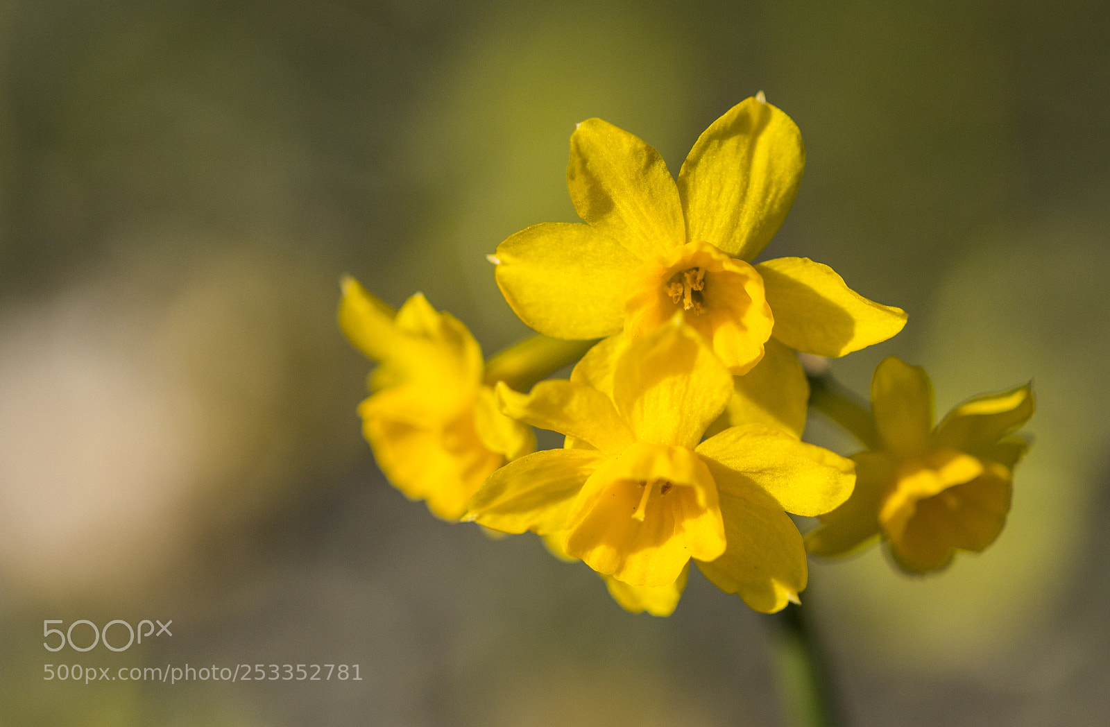 Canon EOS 700D (EOS Rebel T5i / EOS Kiss X7i) sample photo. Narcissi photography