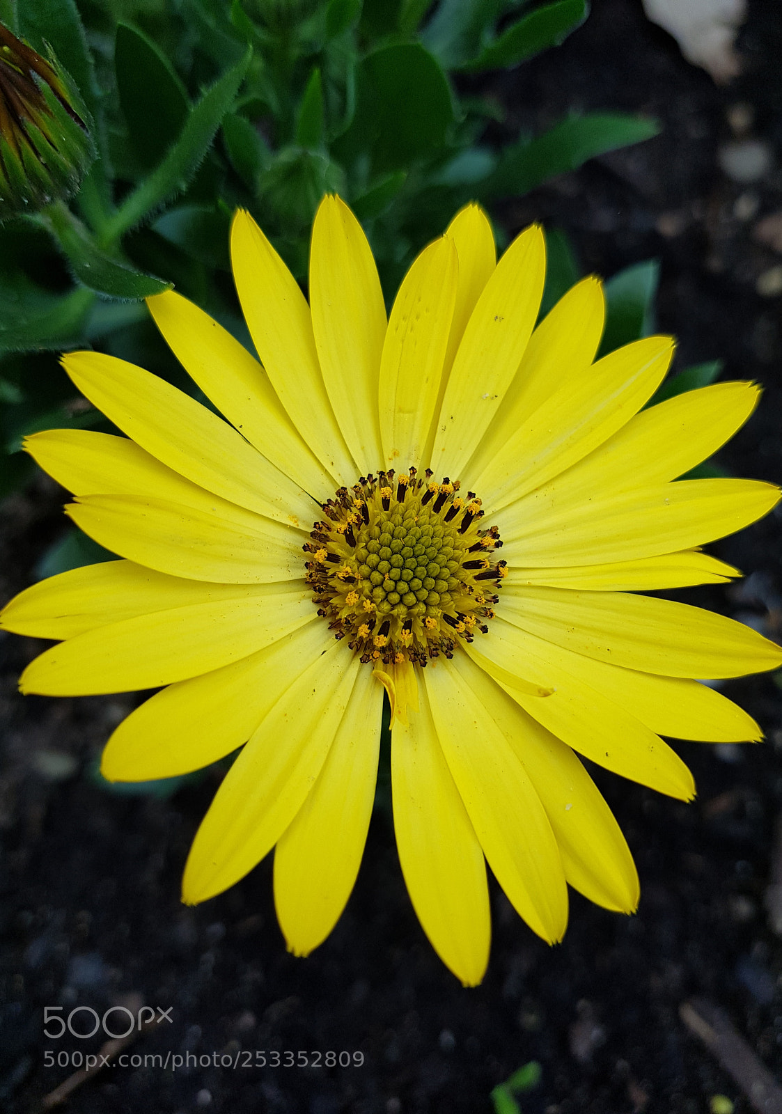 Samsung Galaxy S8+ sample photo. Untitled photography