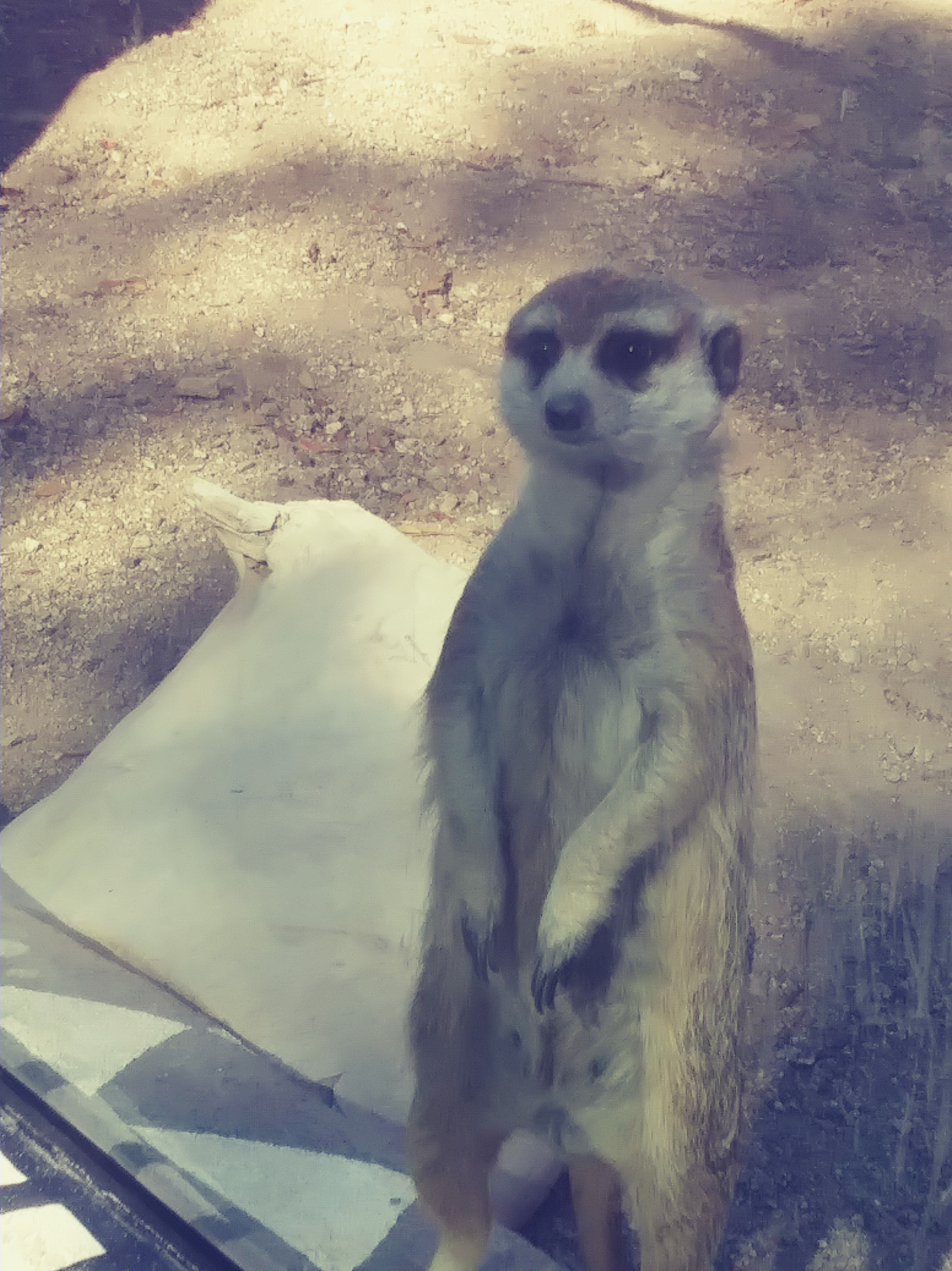 LG ARISTO sample photo. Meerkat photography