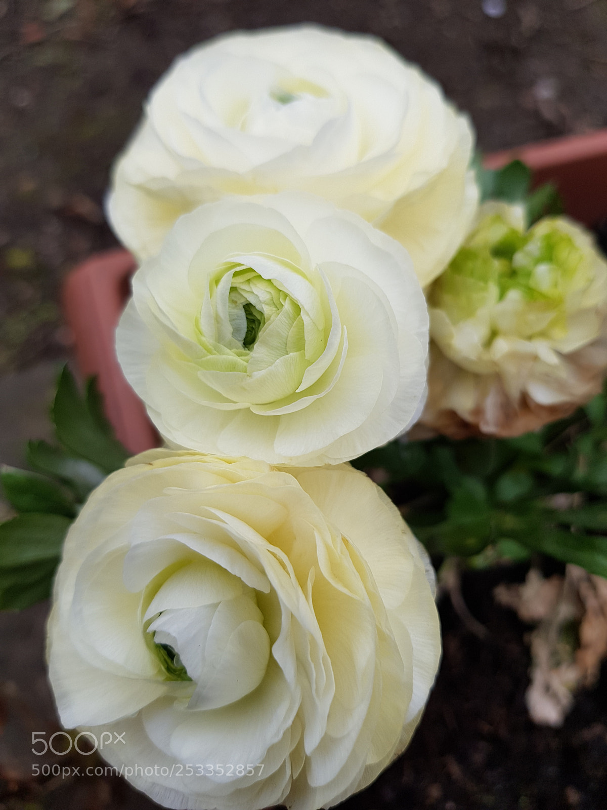 Samsung Galaxy S8+ sample photo. Untitled photography