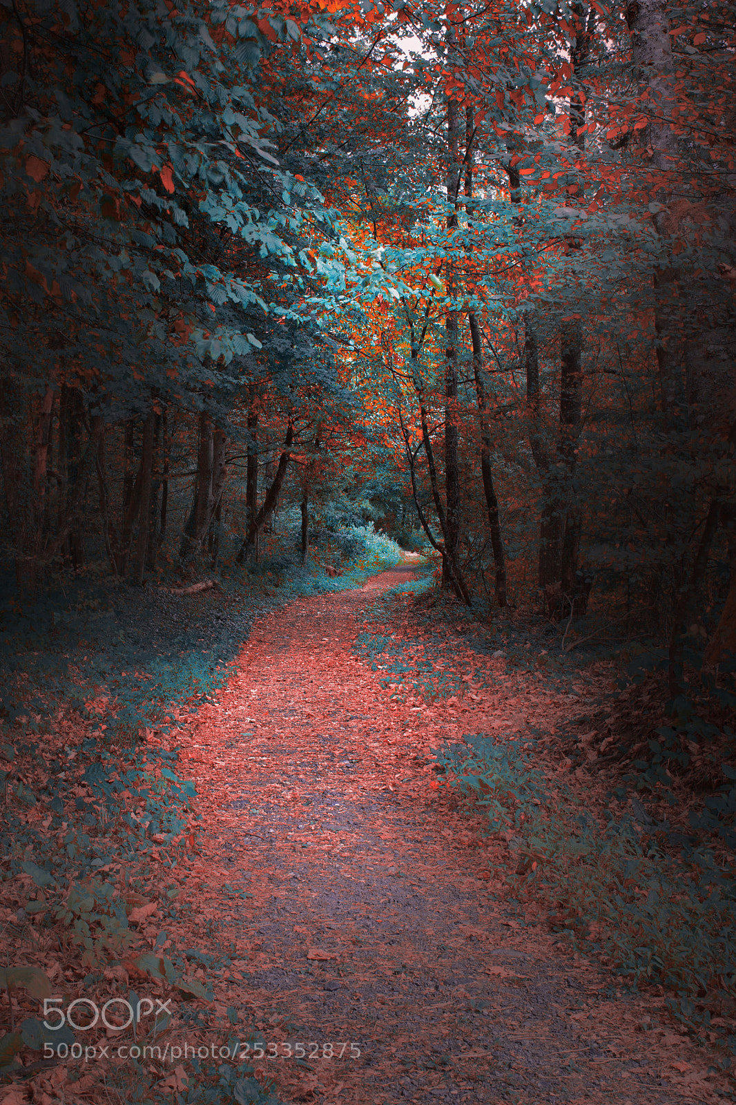 Nikon D610 sample photo. Forest path photography