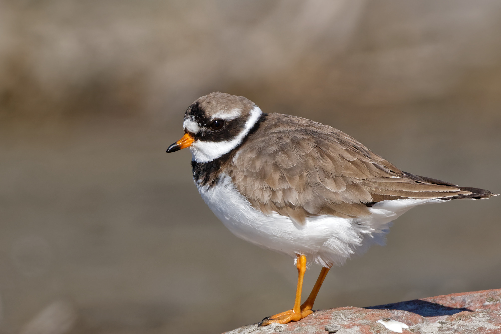 Nikon D5600 + Sigma 150-600mm F5-6.3 DG OS HSM | C sample photo. Common ringed plover (charadrius hiaticula) photography