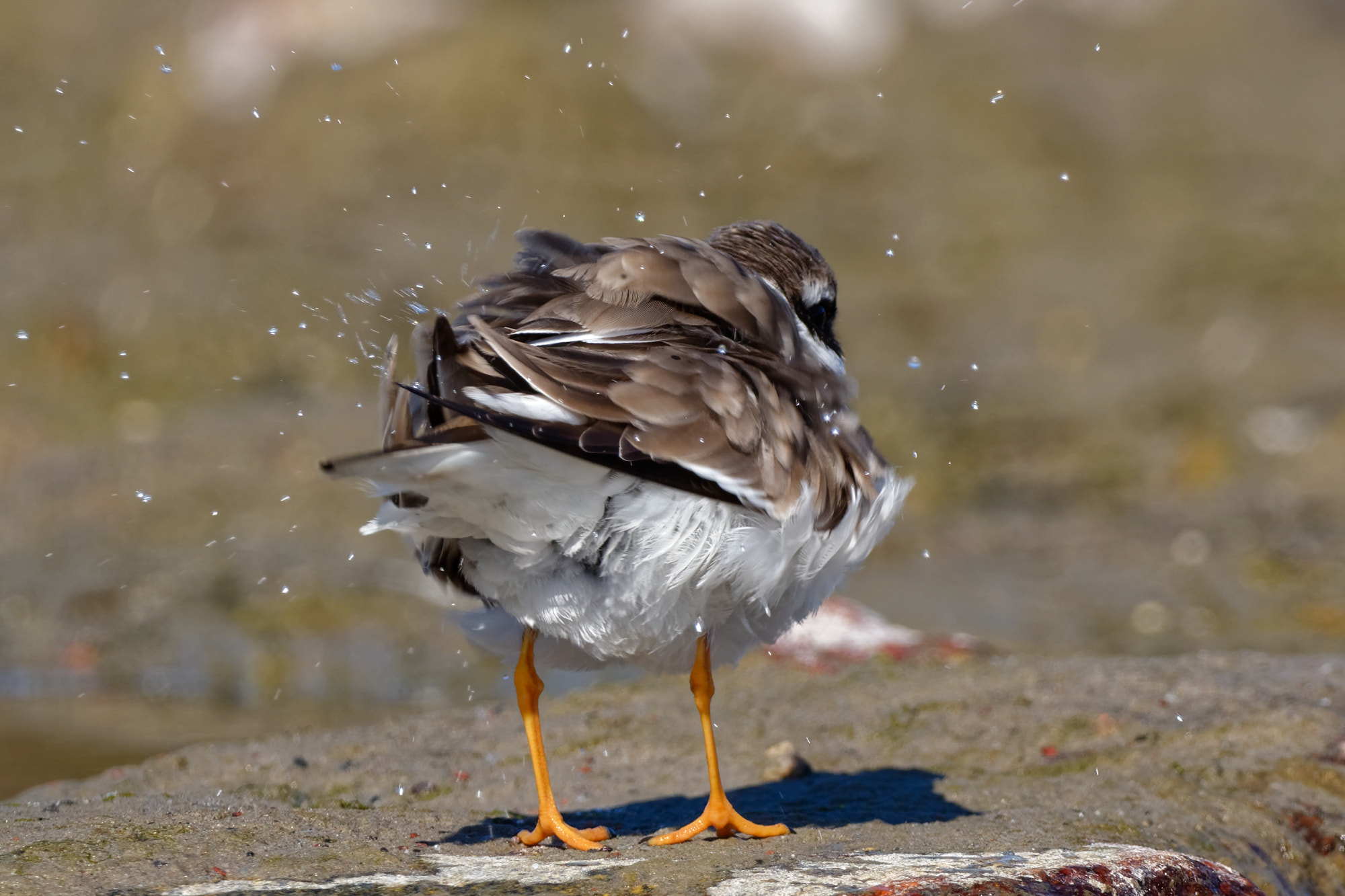 Nikon D5600 + Sigma 150-600mm F5-6.3 DG OS HSM | C sample photo. Common ringed plover (charadrius hiaticula) photography