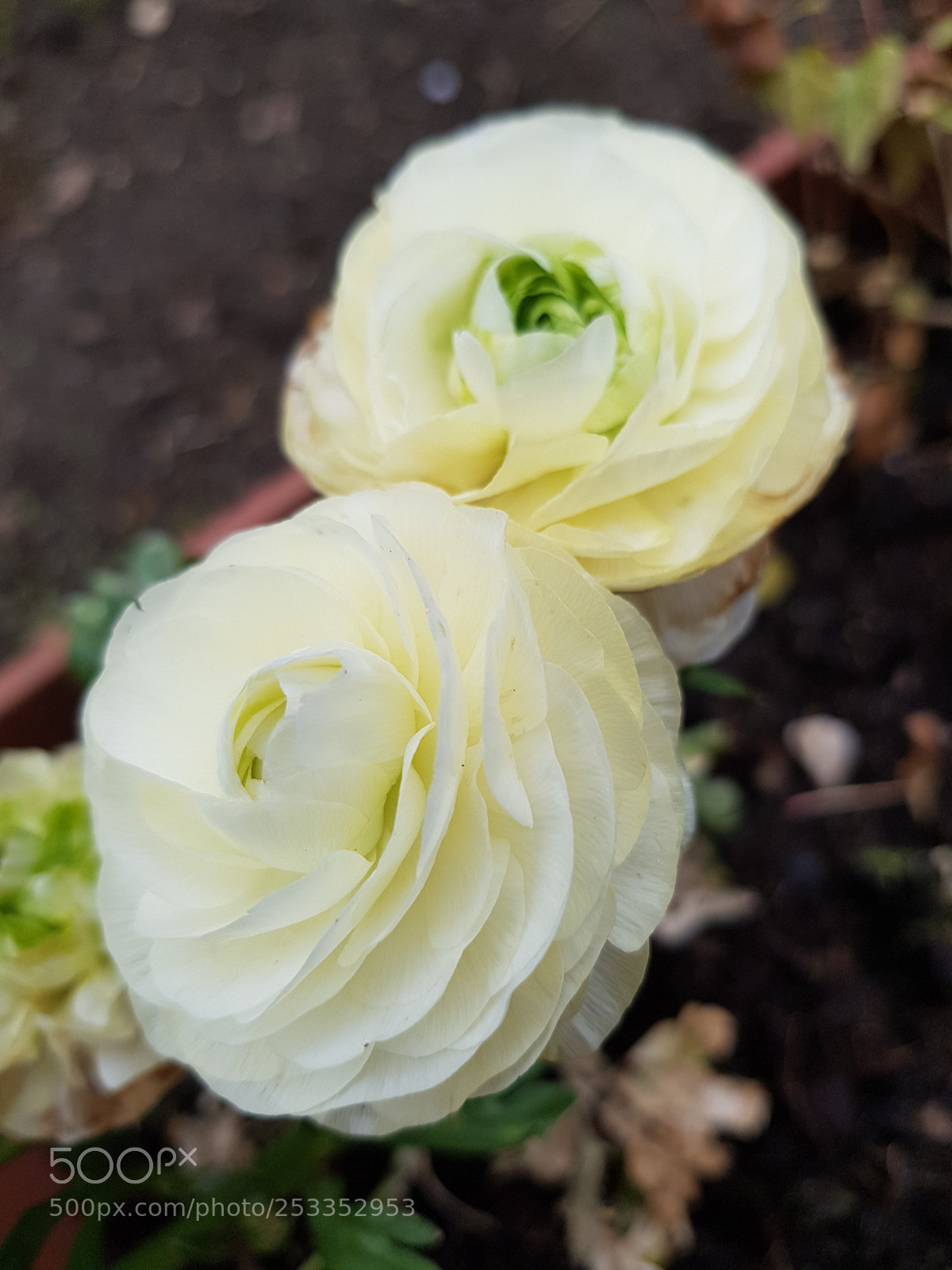 Samsung Galaxy S8+ sample photo. Untitled photography