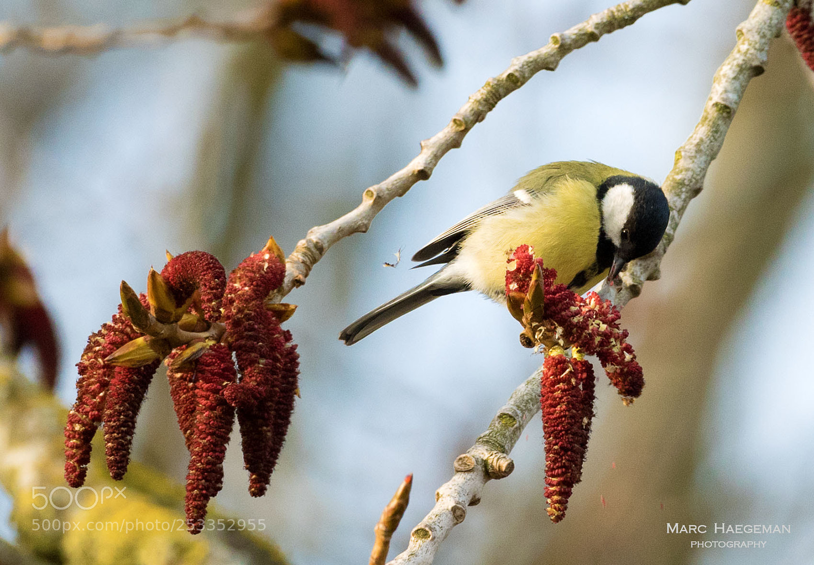 Nikon D750 sample photo. The joys of spring photography