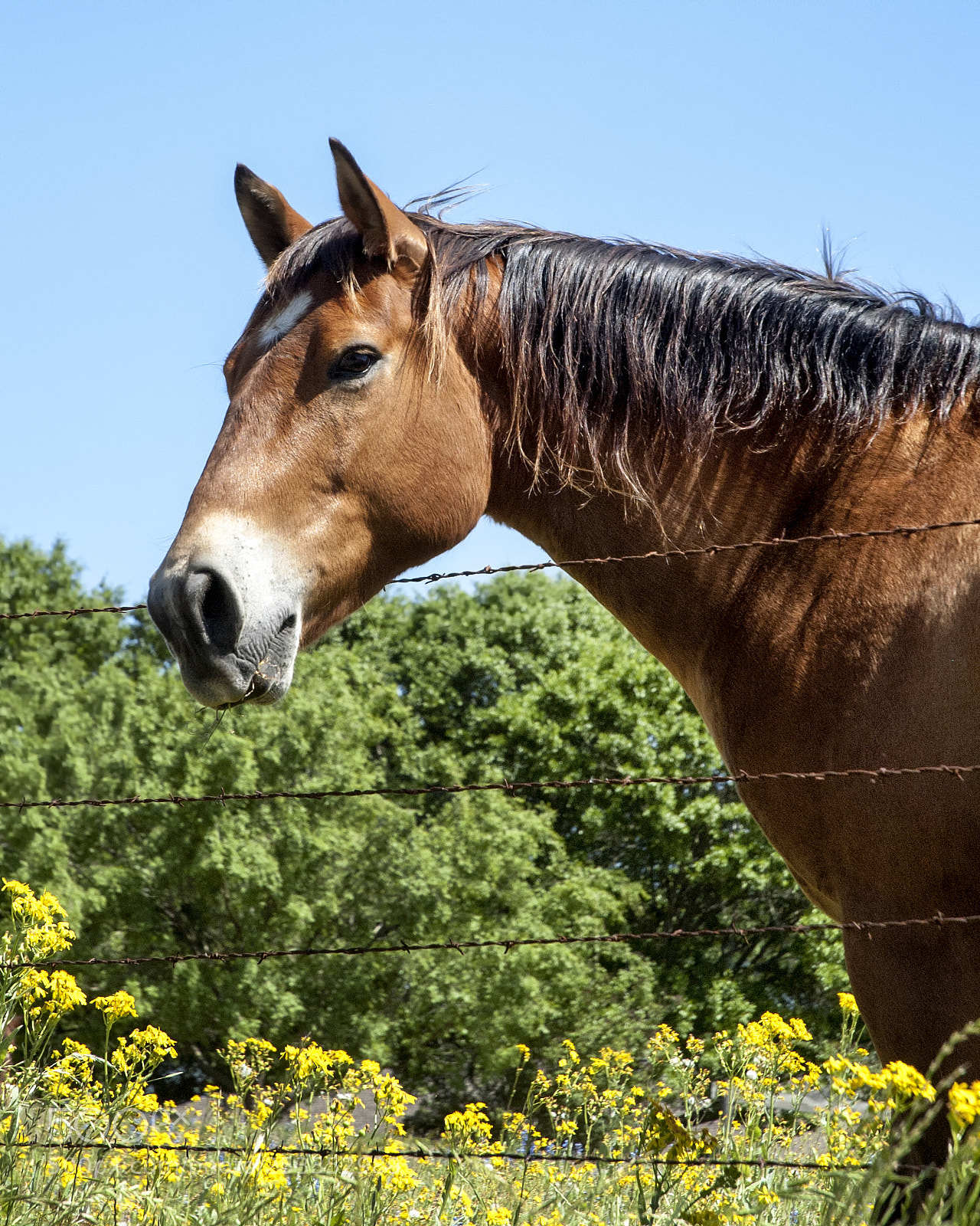 Nikon D70 sample photo. Friendly horse photography