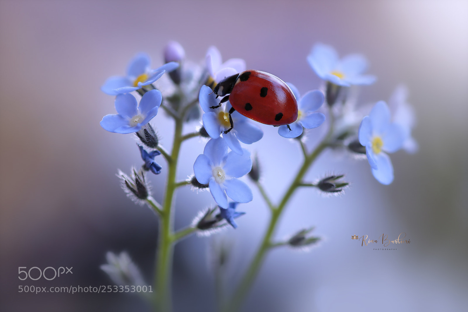 Canon EOS 750D (EOS Rebel T6i / EOS Kiss X8i) sample photo. Forget me not photography