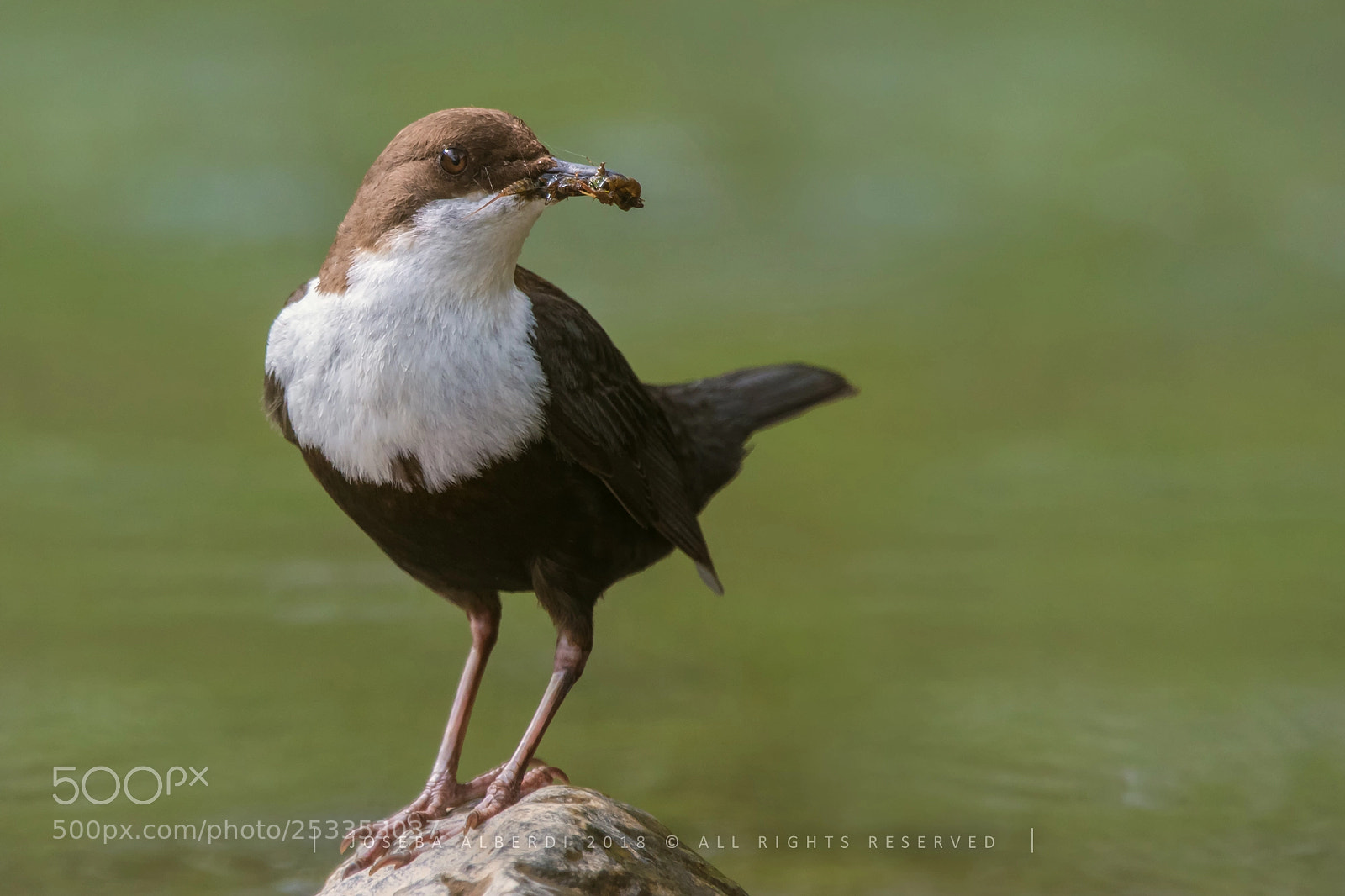 Nikon D5500 sample photo. White-throated dipper photography