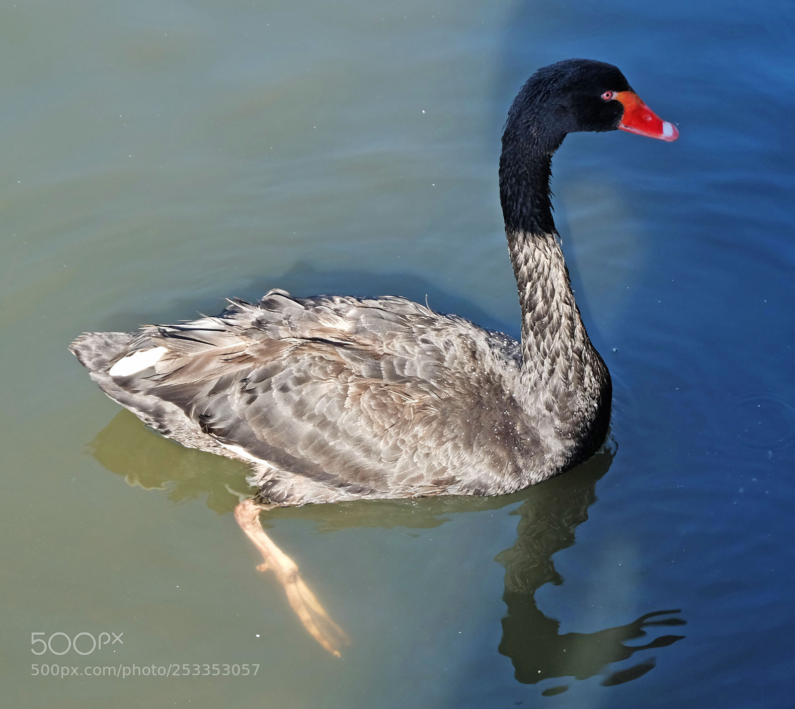 Fujifilm X-M1 sample photo. Swan photography