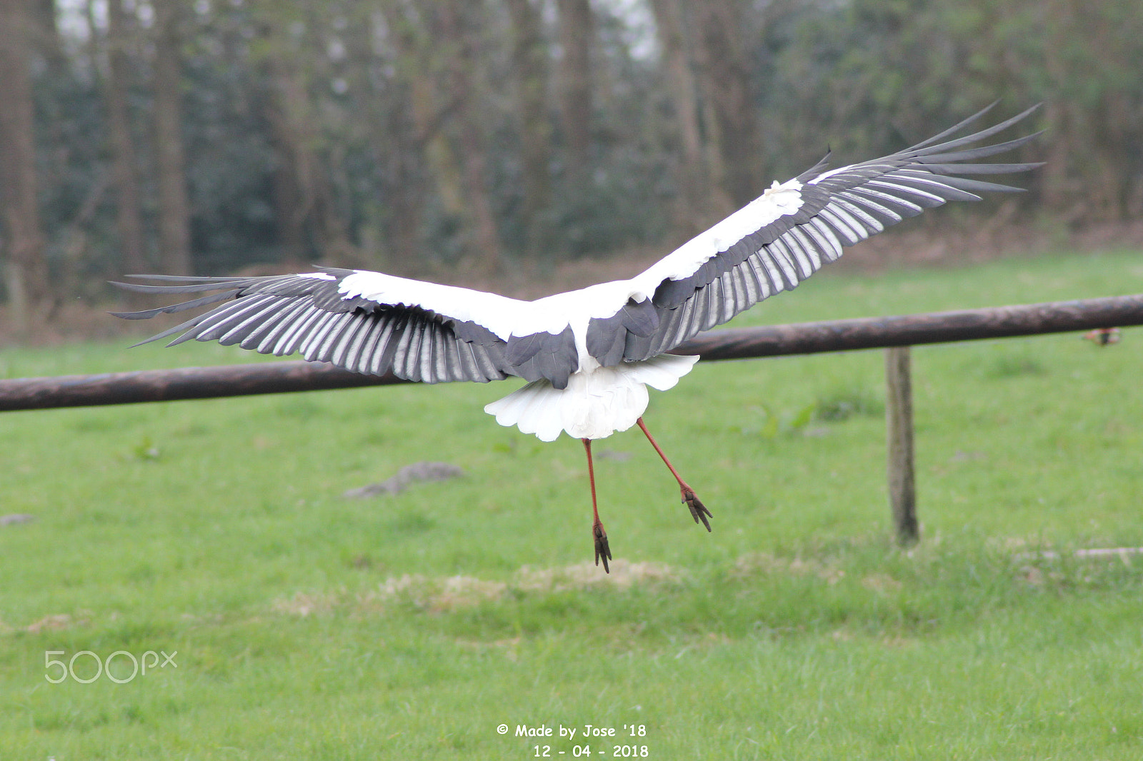 Canon EOS 550D (EOS Rebel T2i / EOS Kiss X4) sample photo. Stork photography