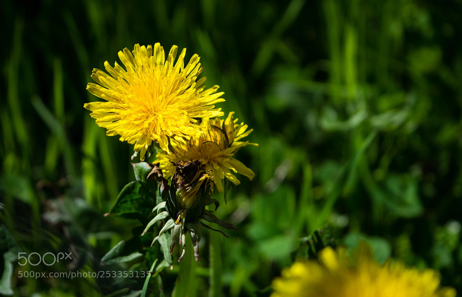 Nikon D5200 sample photo. Lion's tooth photography