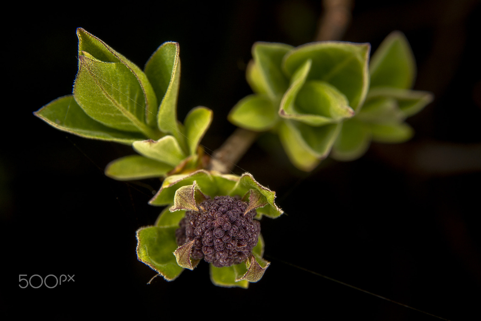 Nikon D5200 sample photo. Lillac small flower. photography