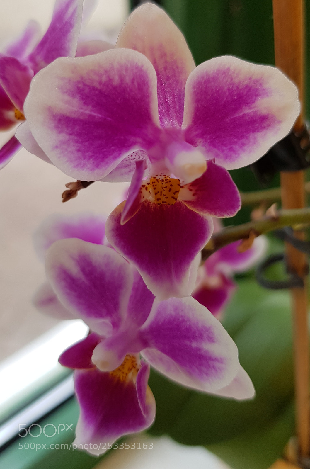 Samsung Galaxy S8+ sample photo. Untitled photography