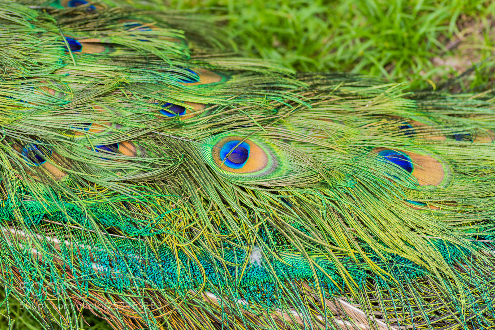 Nikon D7200 sample photo. Peacock's tail on grass photography
