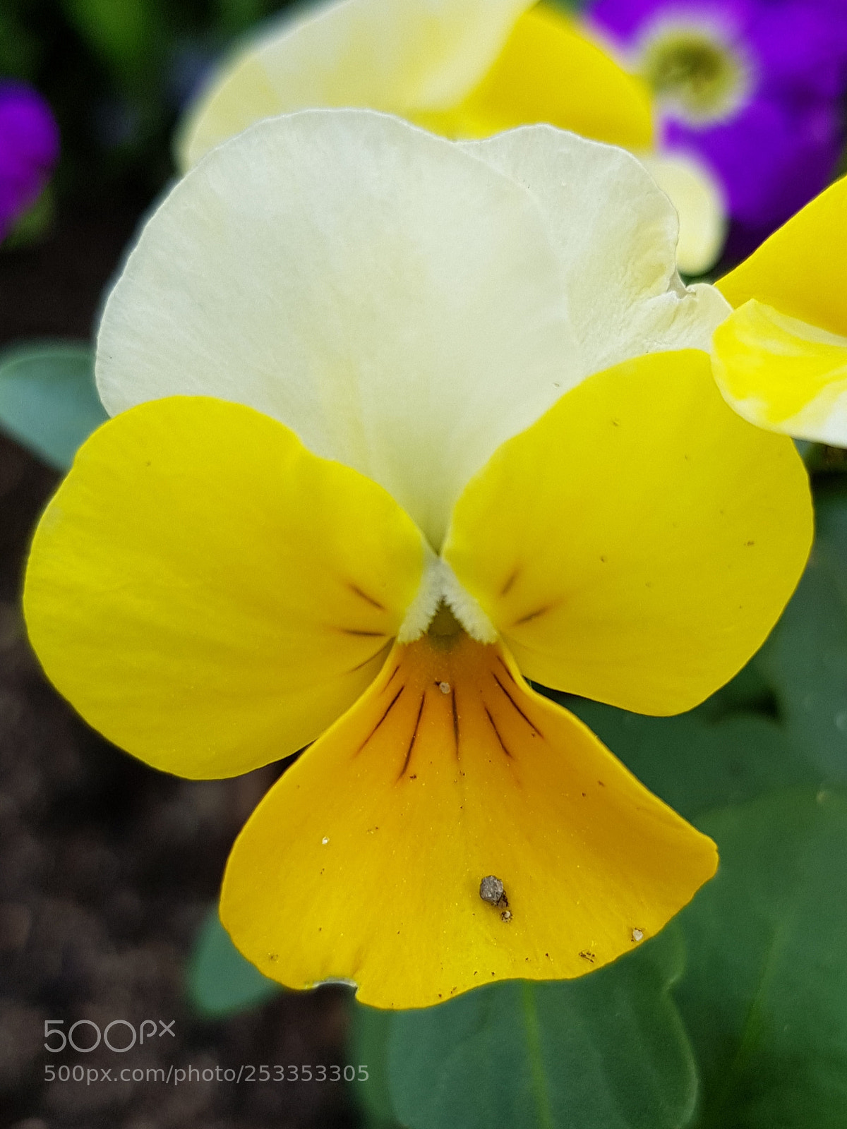 Samsung Galaxy S8+ sample photo. Untitled photography