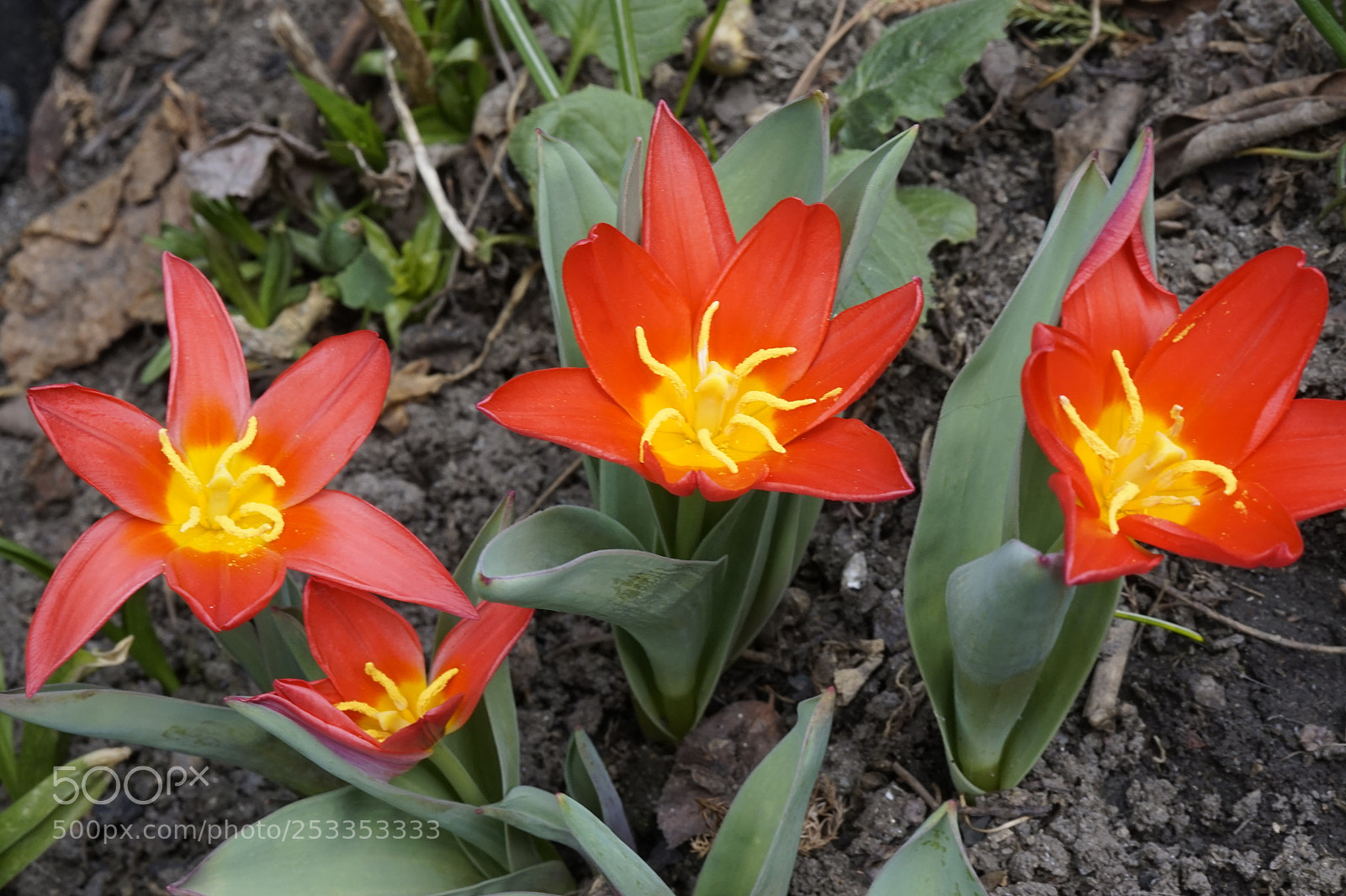 Sony Alpha a5000 (ILCE 5000) sample photo. Tulpia sylvestris photography