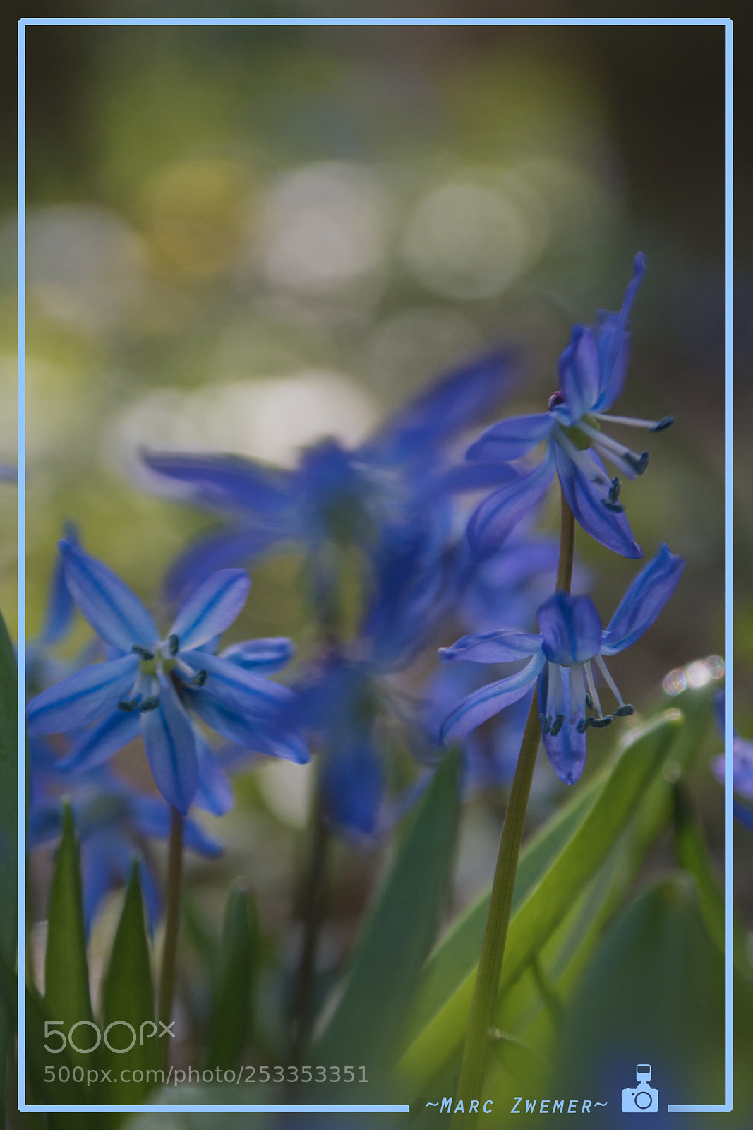Sony ILCA-77M2 sample photo. The first flowers in photography