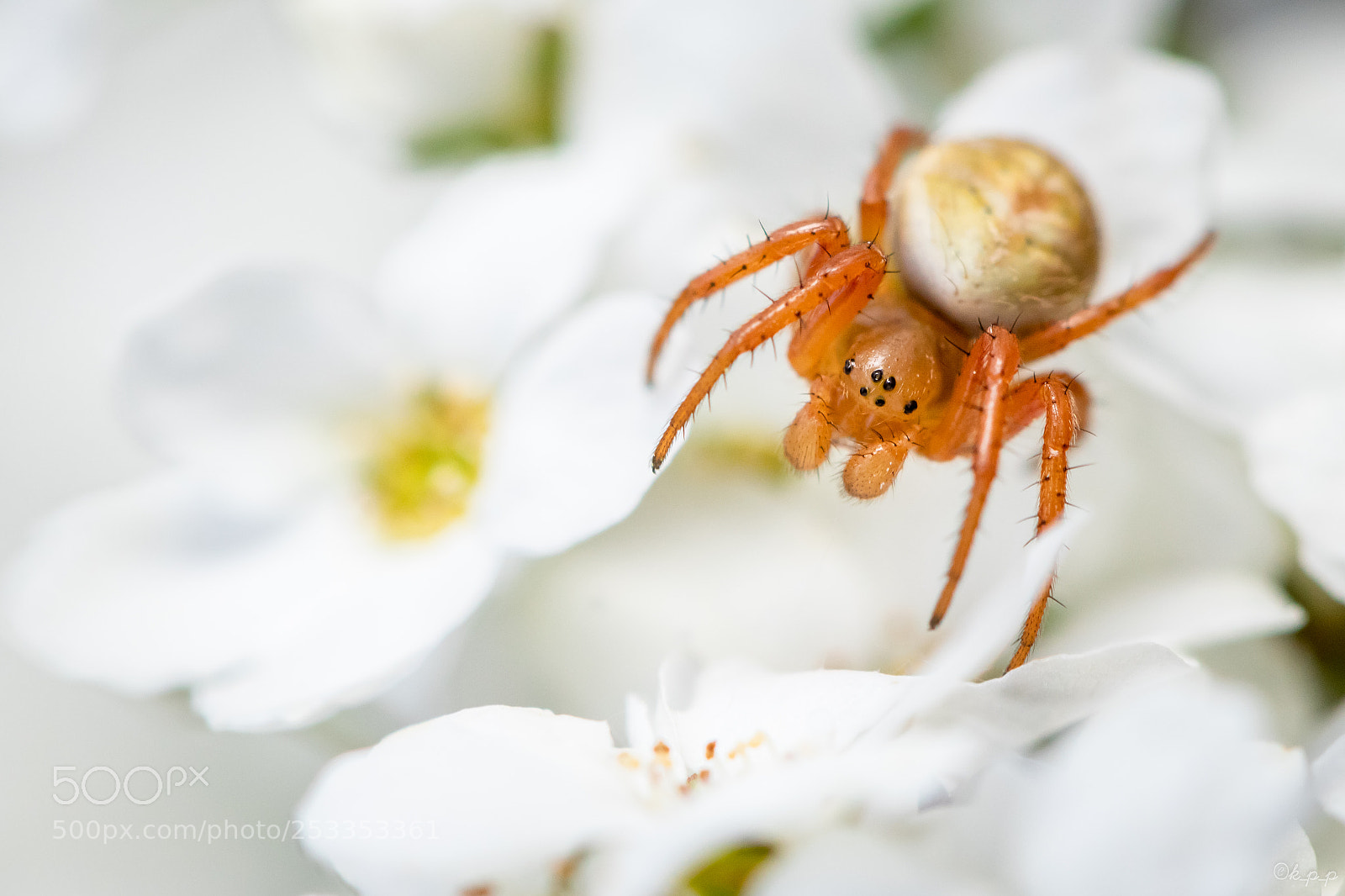 Canon EOS 80D sample photo. Flower and spider photography