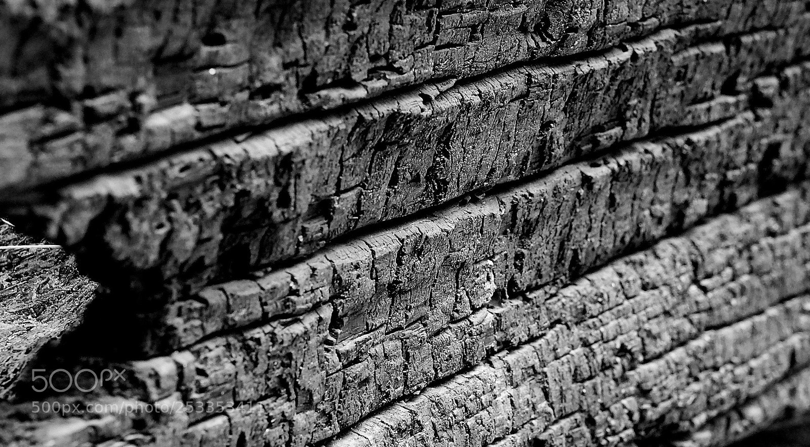 Nikon D600 sample photo. Charred tree photography