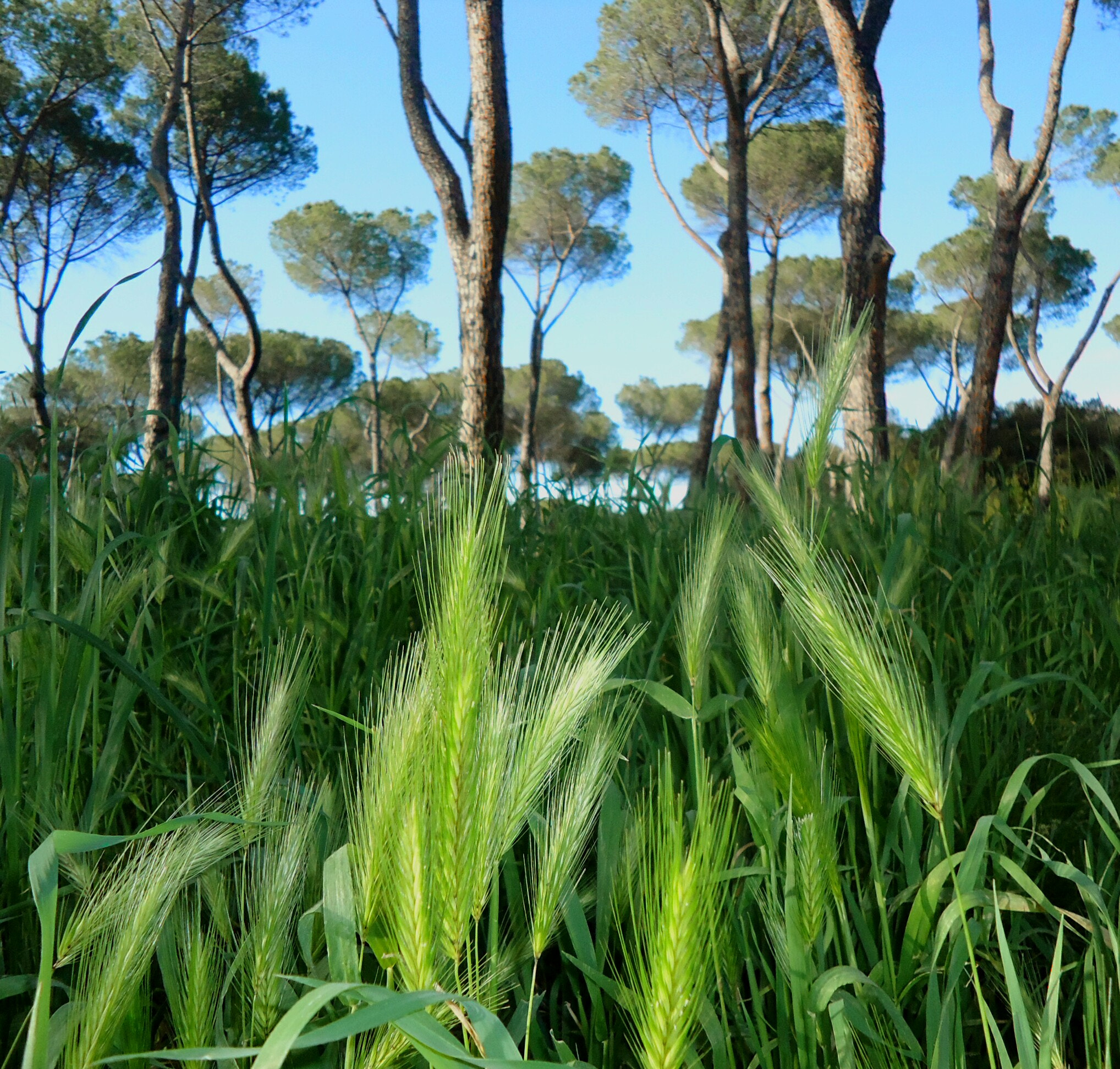 Sony Cyber-shot DSC-W610 sample photo. Sotto i pini photography