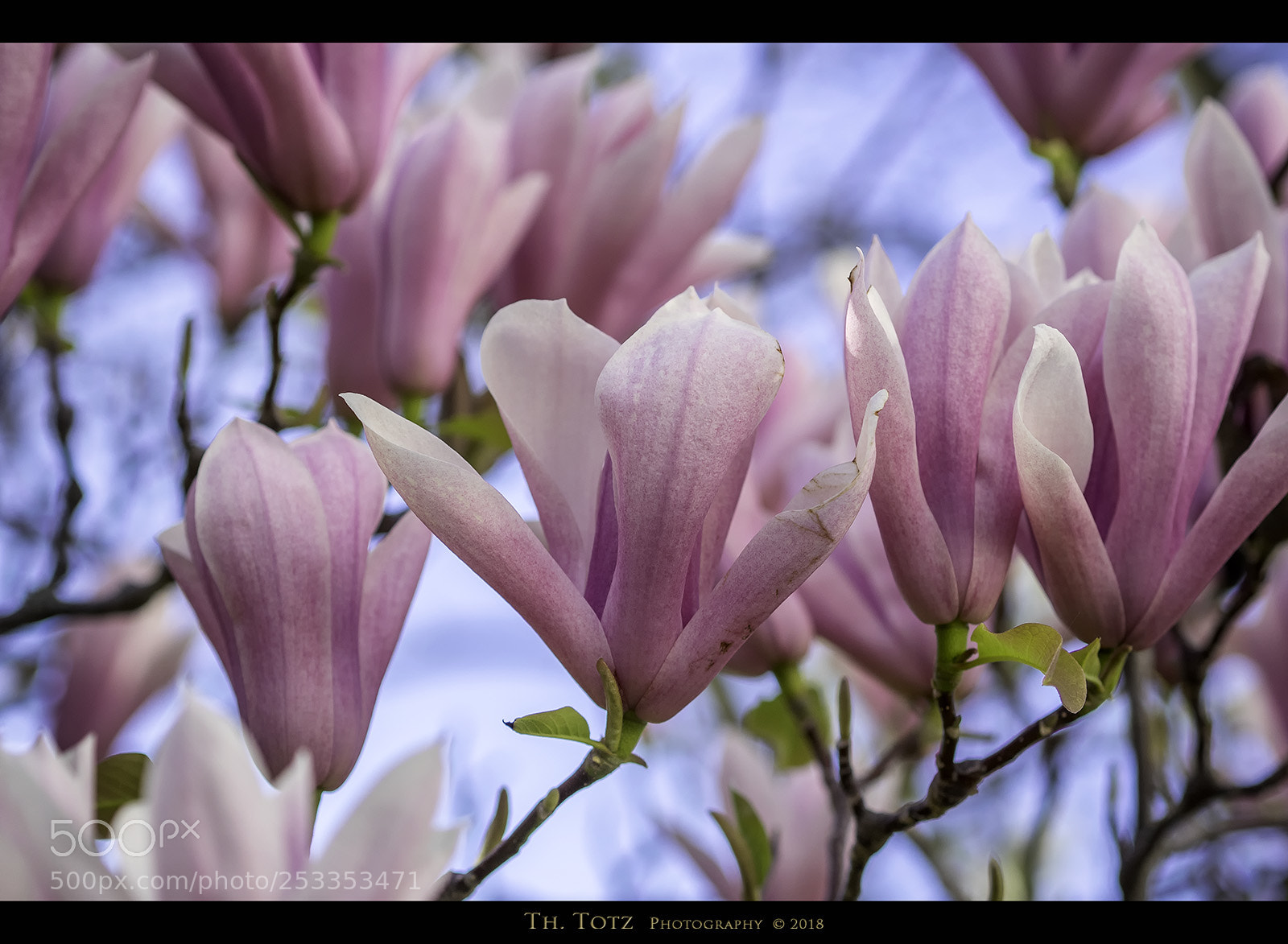 Olympus OM-D E-M1 sample photo. Pink blossoms photography