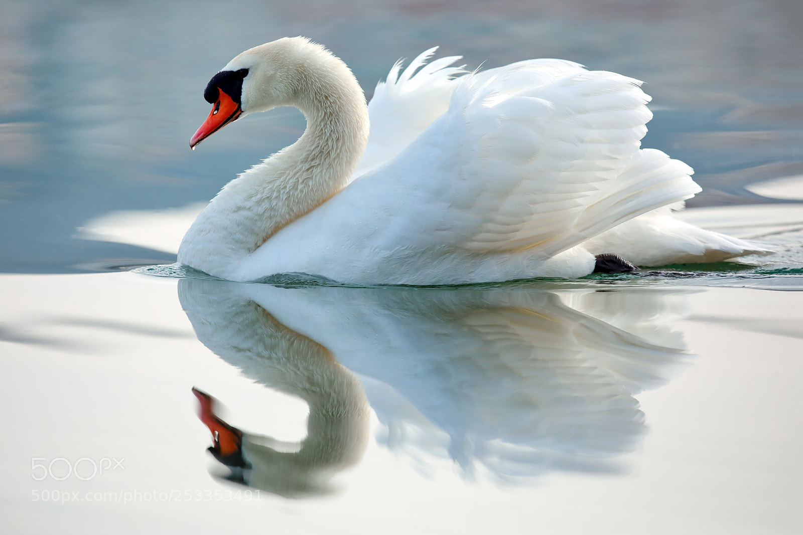 Canon EOS 5D Mark IV sample photo. Swan photography