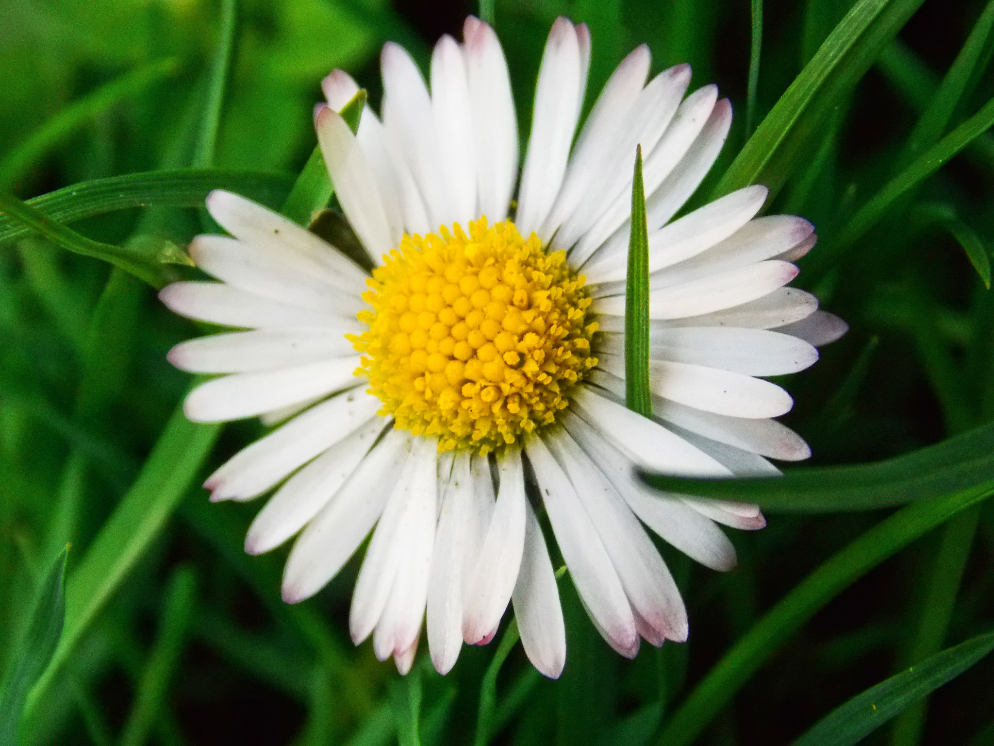 Nikon COOLPIX L320 sample photo. Daisy in a grass photography