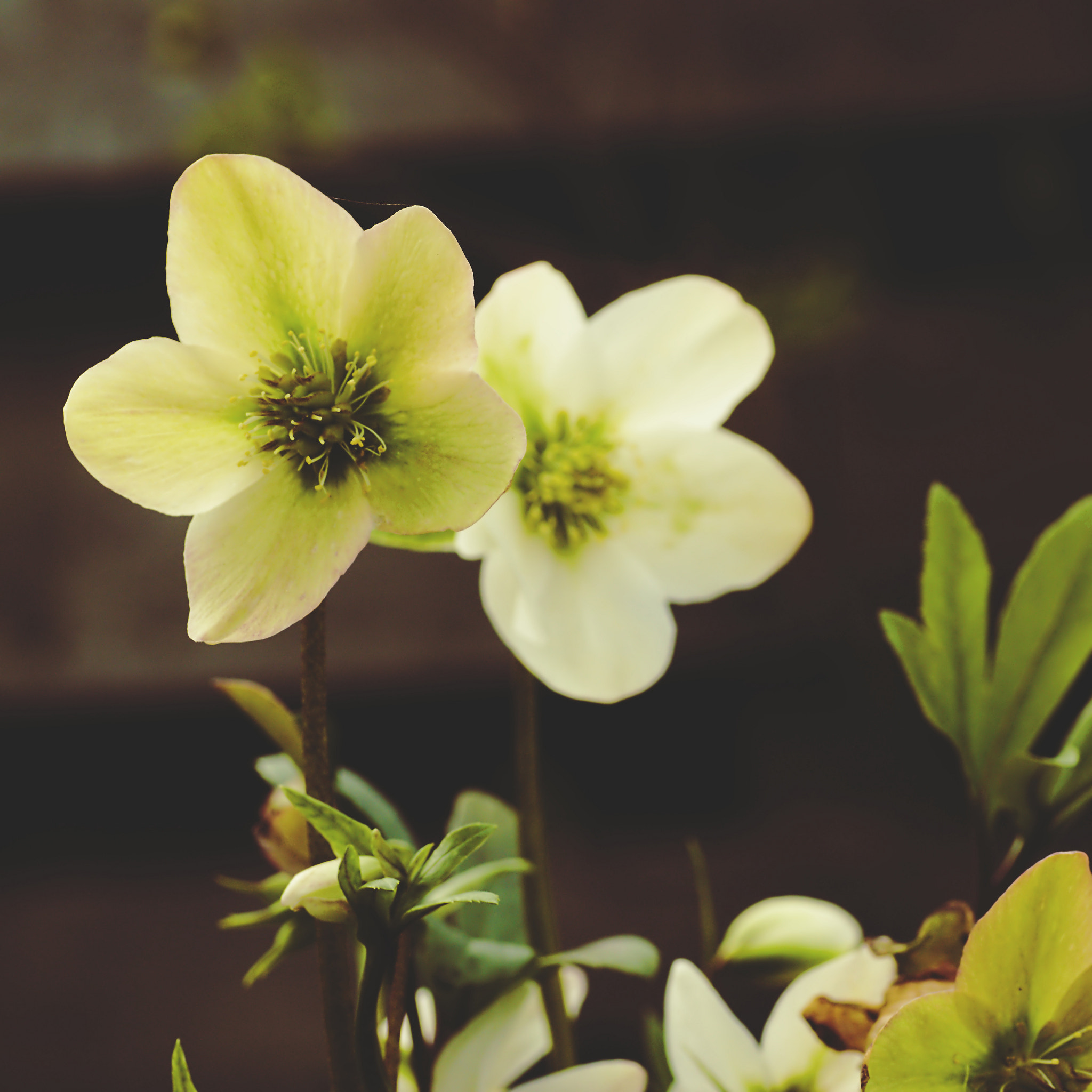 Sony SLT-A65 (SLT-A65V) + Tamron SP AF 90mm F2.8 Di Macro sample photo. Spring's here! #3/3 photography