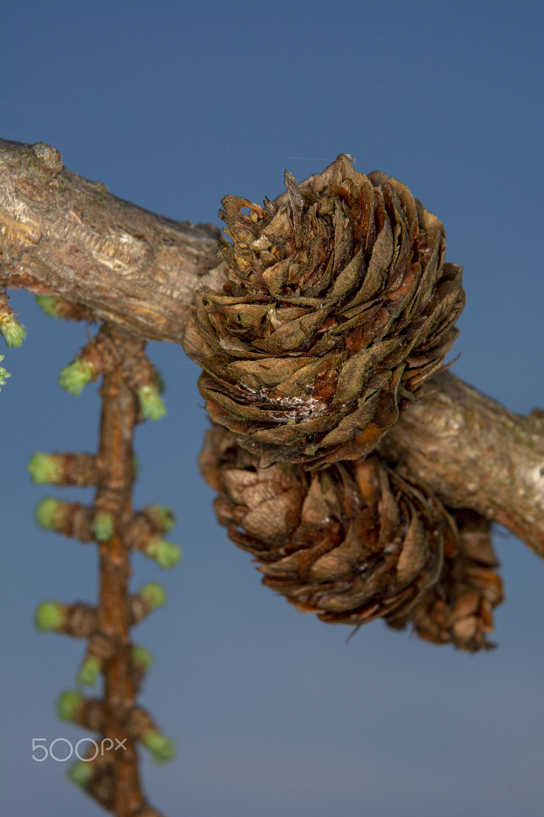 Nikon D5200 sample photo. Larch cones. photography