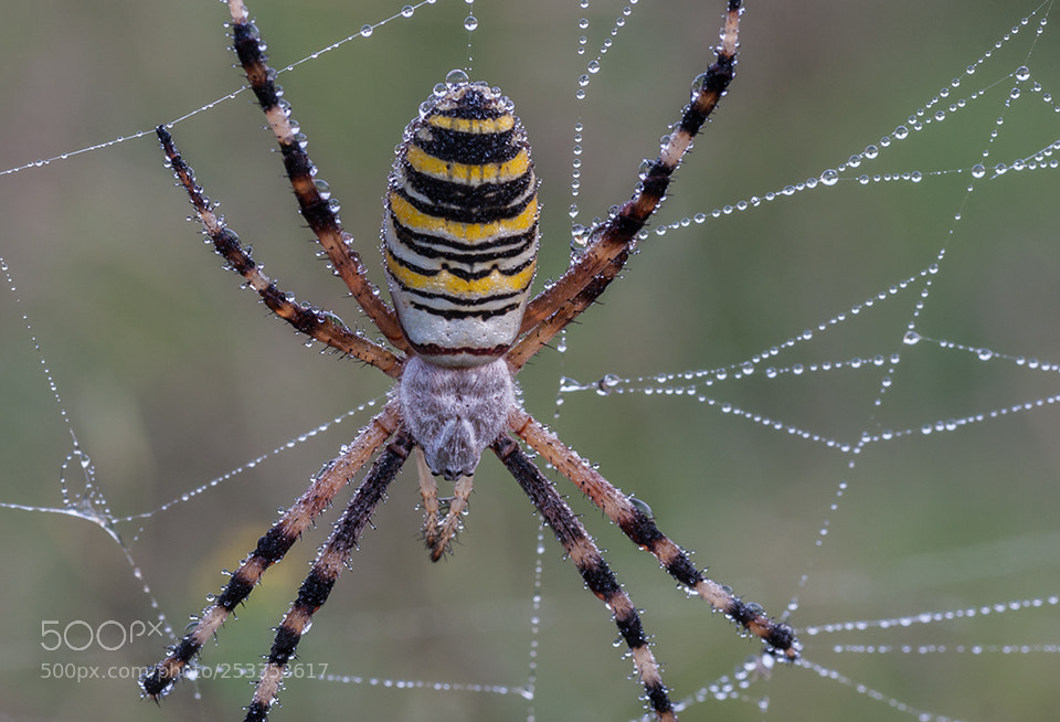 Sony Alpha DSLR-A700 sample photo. Araña photography