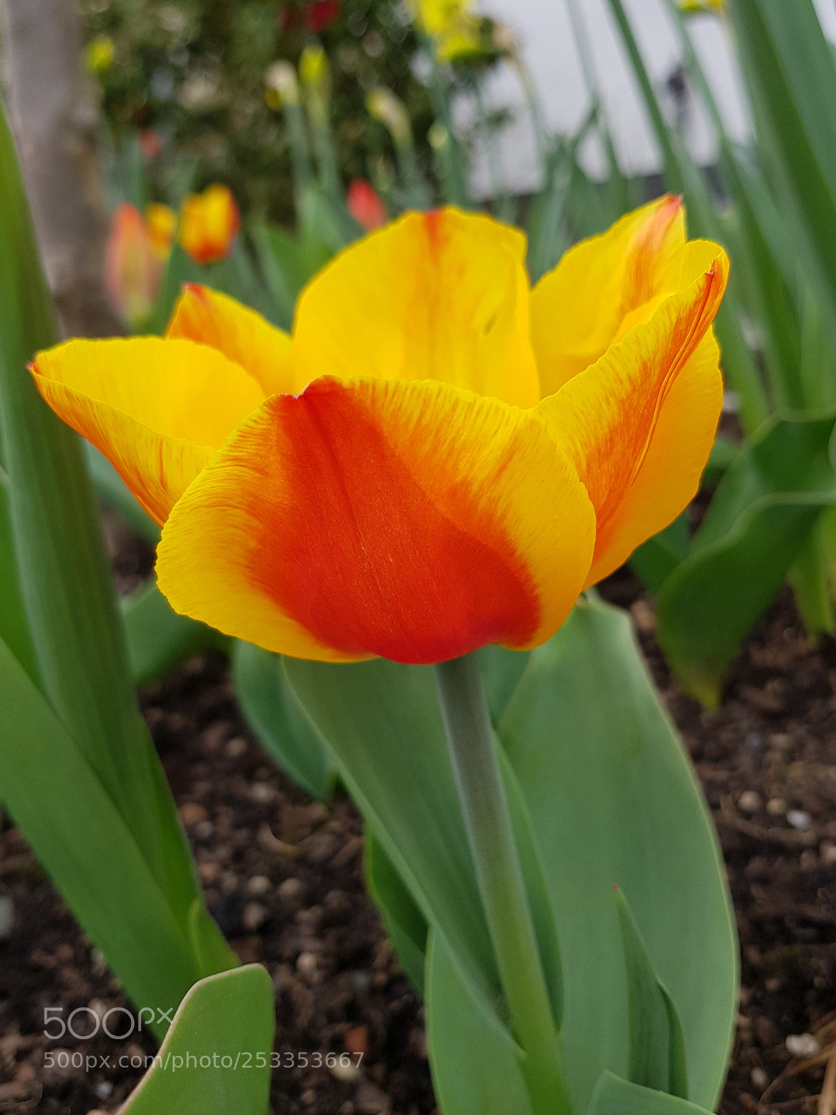 Samsung Galaxy S8+ sample photo. Untitled photography
