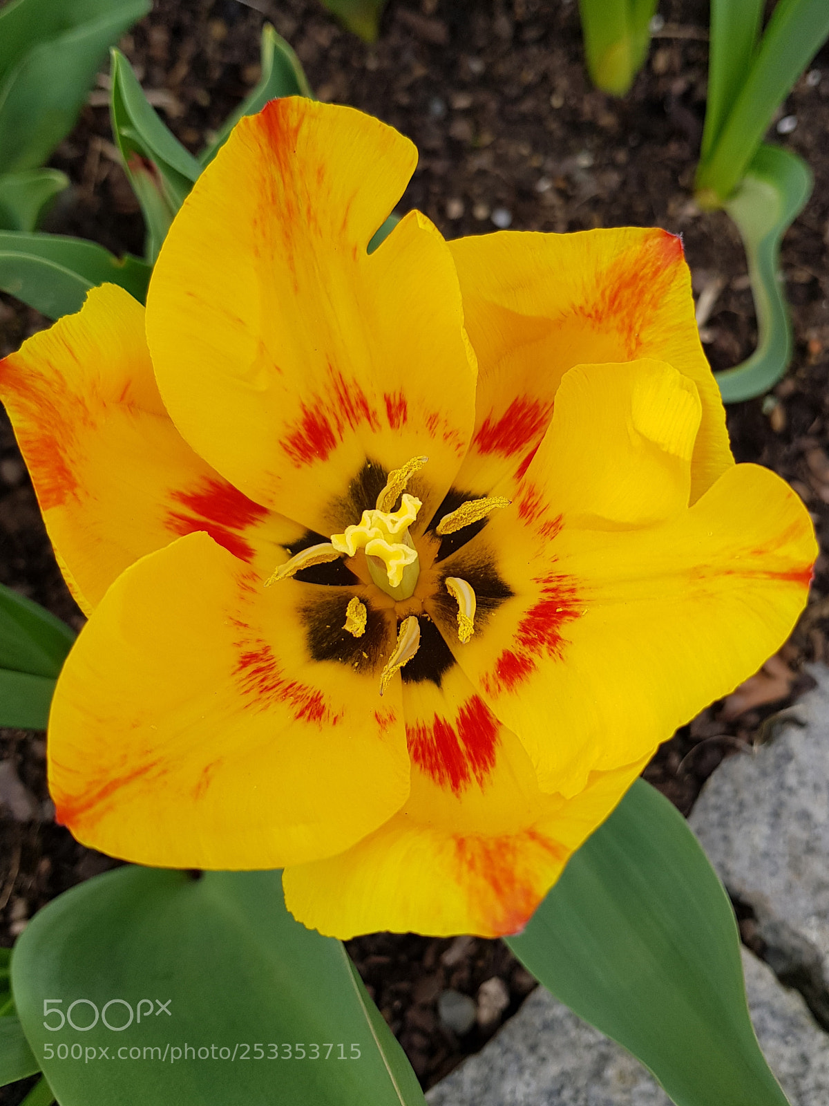 Samsung Galaxy S8+ sample photo. Untitled photography
