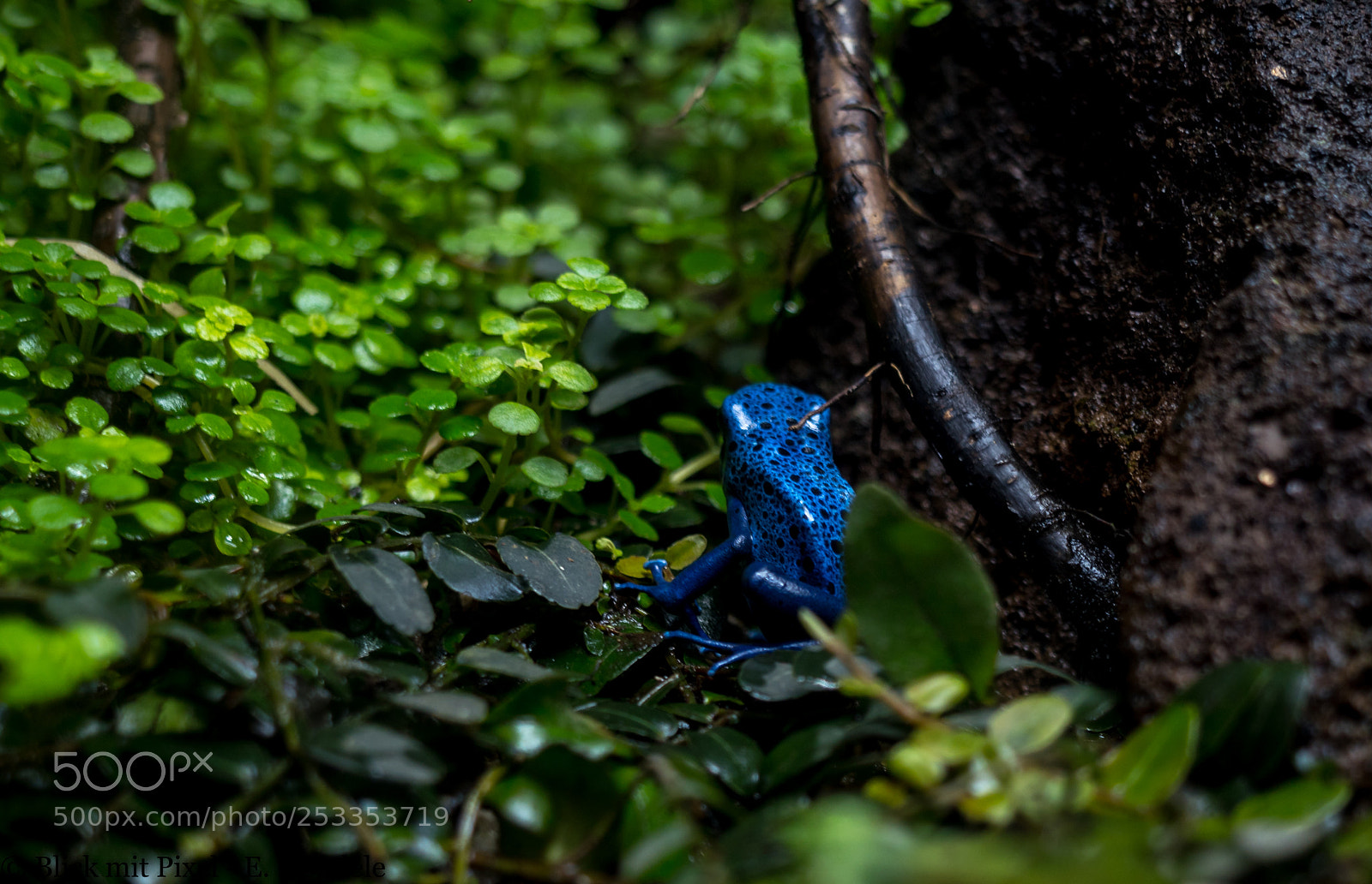 Panasonic Lumix DMC-GX8 sample photo. Blaue baumsteiger -blue frog photography