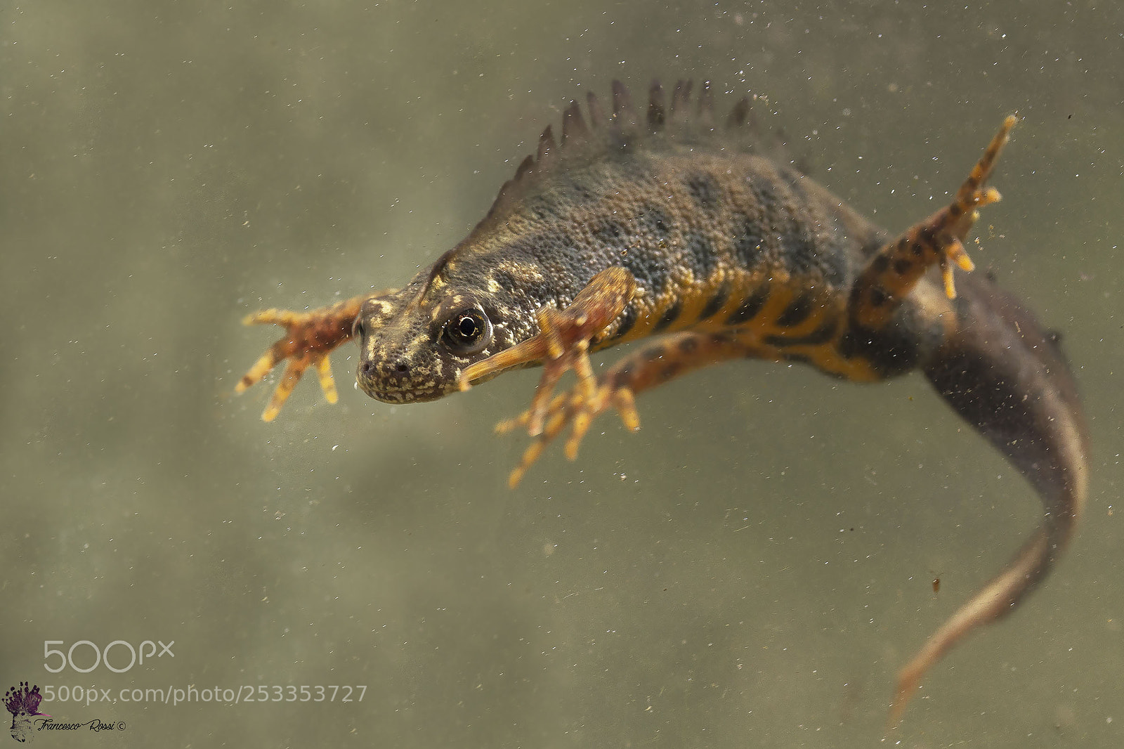 Canon EOS 7D sample photo. Italian crested newt, tritone photography