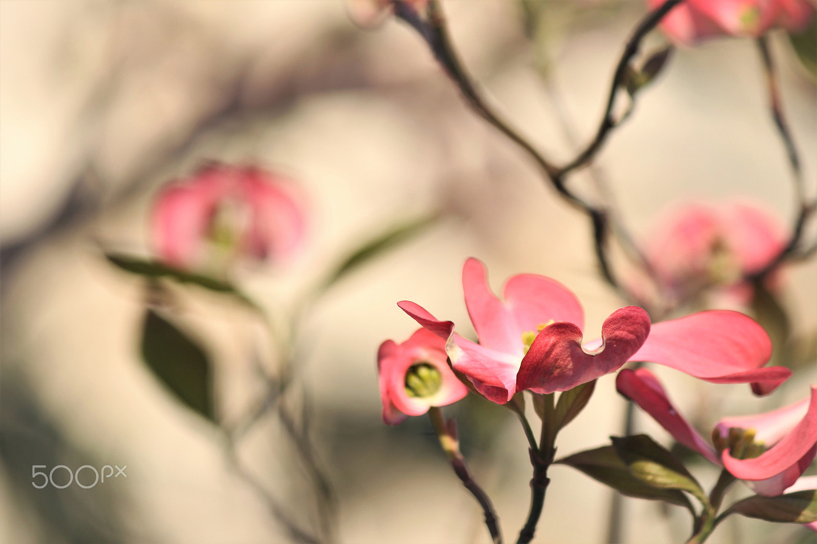 Canon EF-S 55-250mm F4-5.6 IS II sample photo. Spring scenery photography