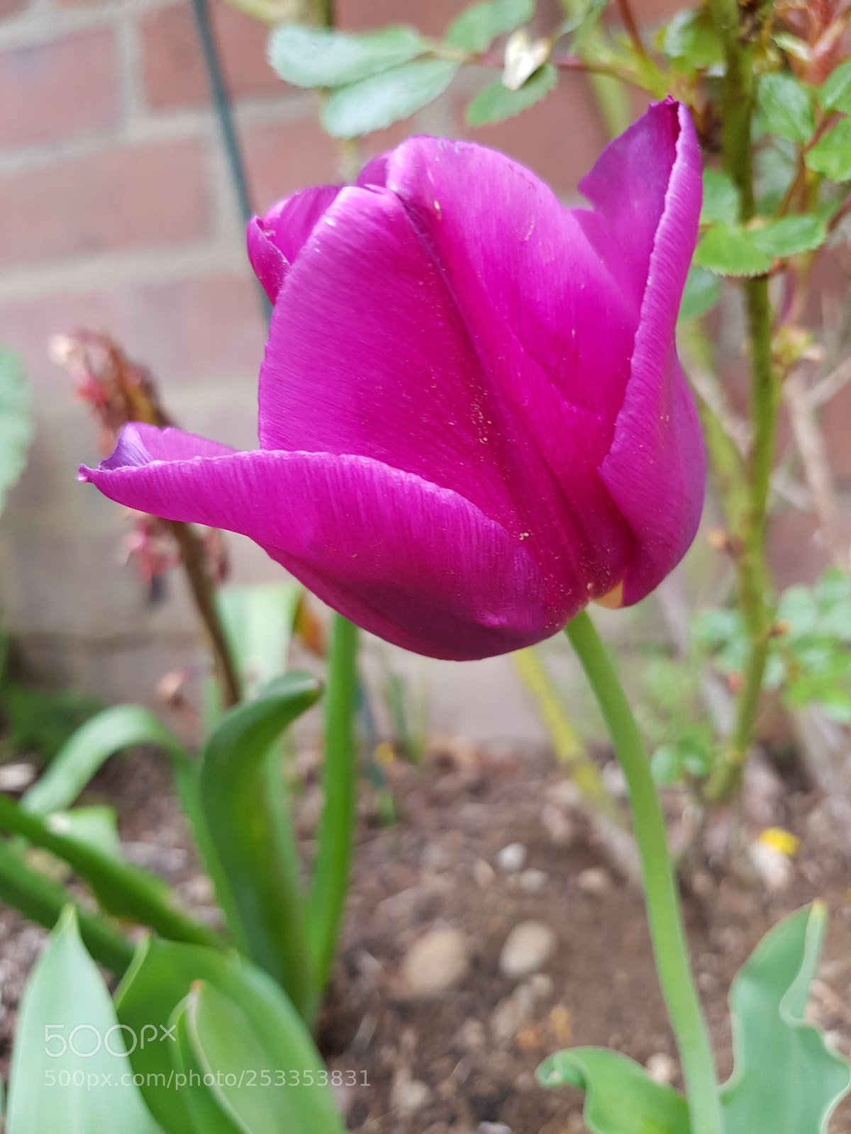 Samsung Galaxy S8+ sample photo. Untitled photography