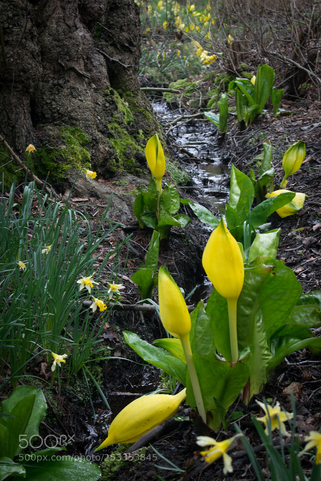 Nikon D3300 sample photo. Woodland flowers photography