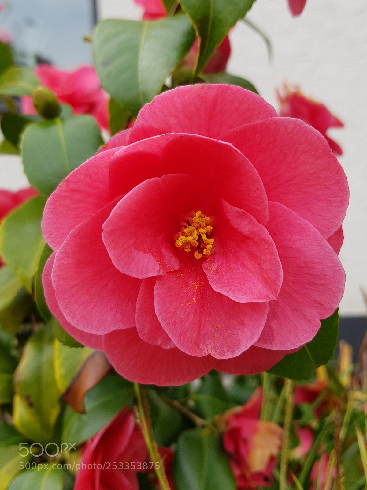 Samsung Galaxy S8+ sample photo. Untitled photography