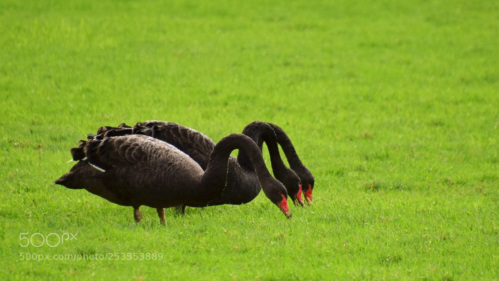 Nikon D3300 sample photo. Synchronized swans photography