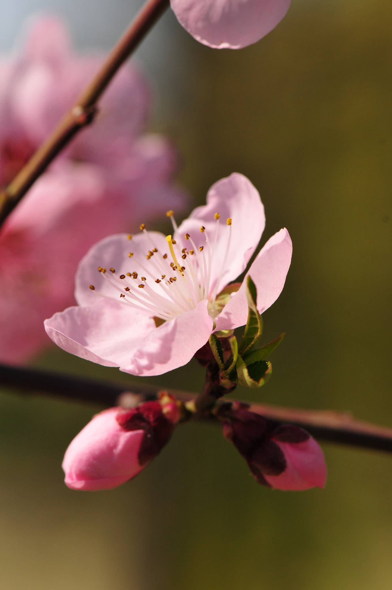 Nikon AF-S Micro-Nikkor 105mm F2.8G IF-ED VR sample photo. Blossom photography