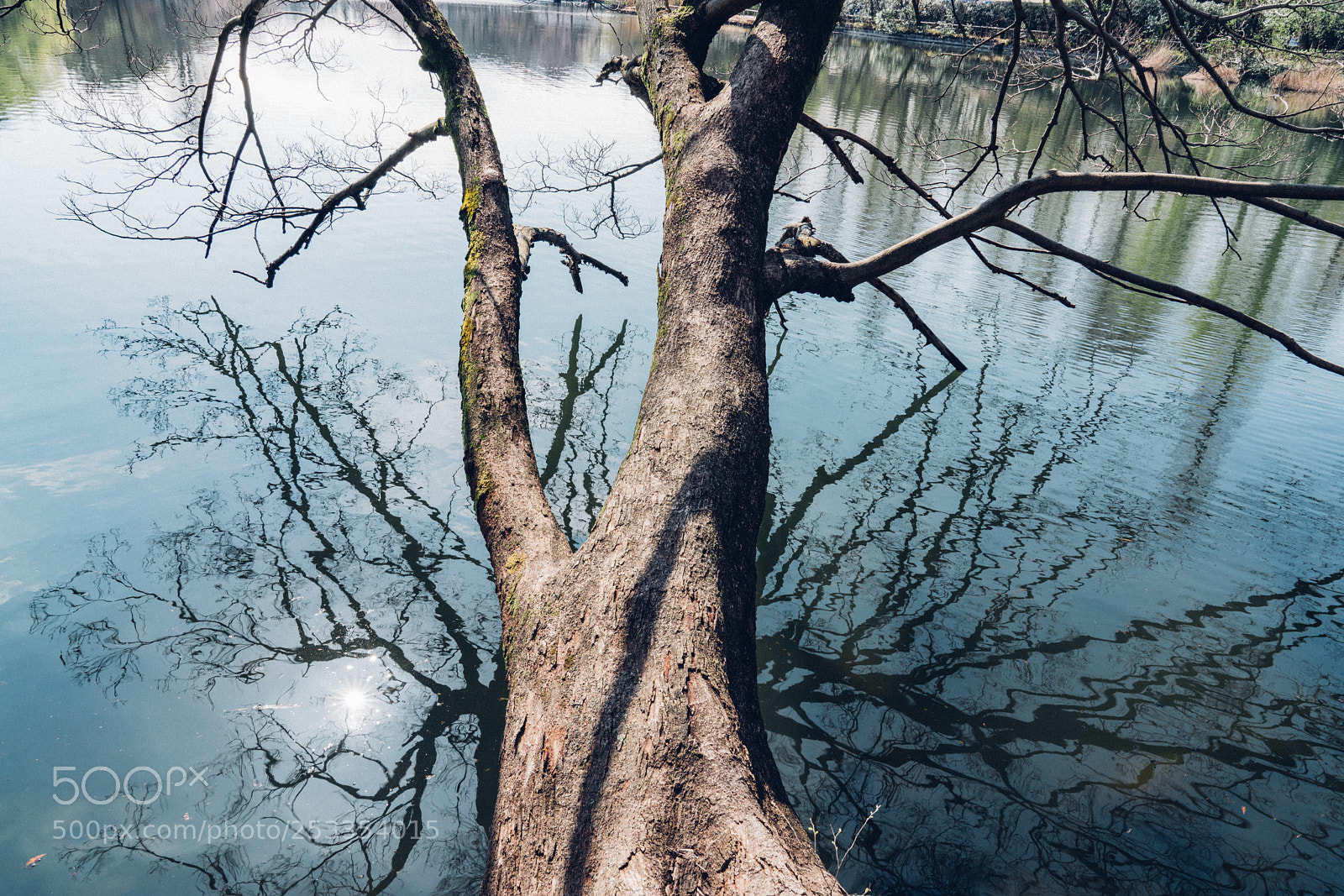 Sony a7R II sample photo. 井之頭恩賜公園 photography