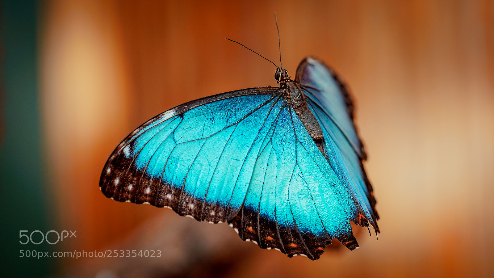 Sony a7R III sample photo. Blue photography