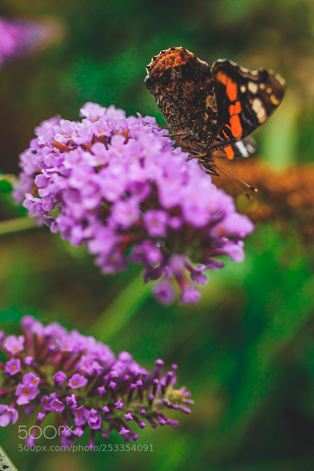 Canon EOS 5D Mark II sample photo. Blossom photography