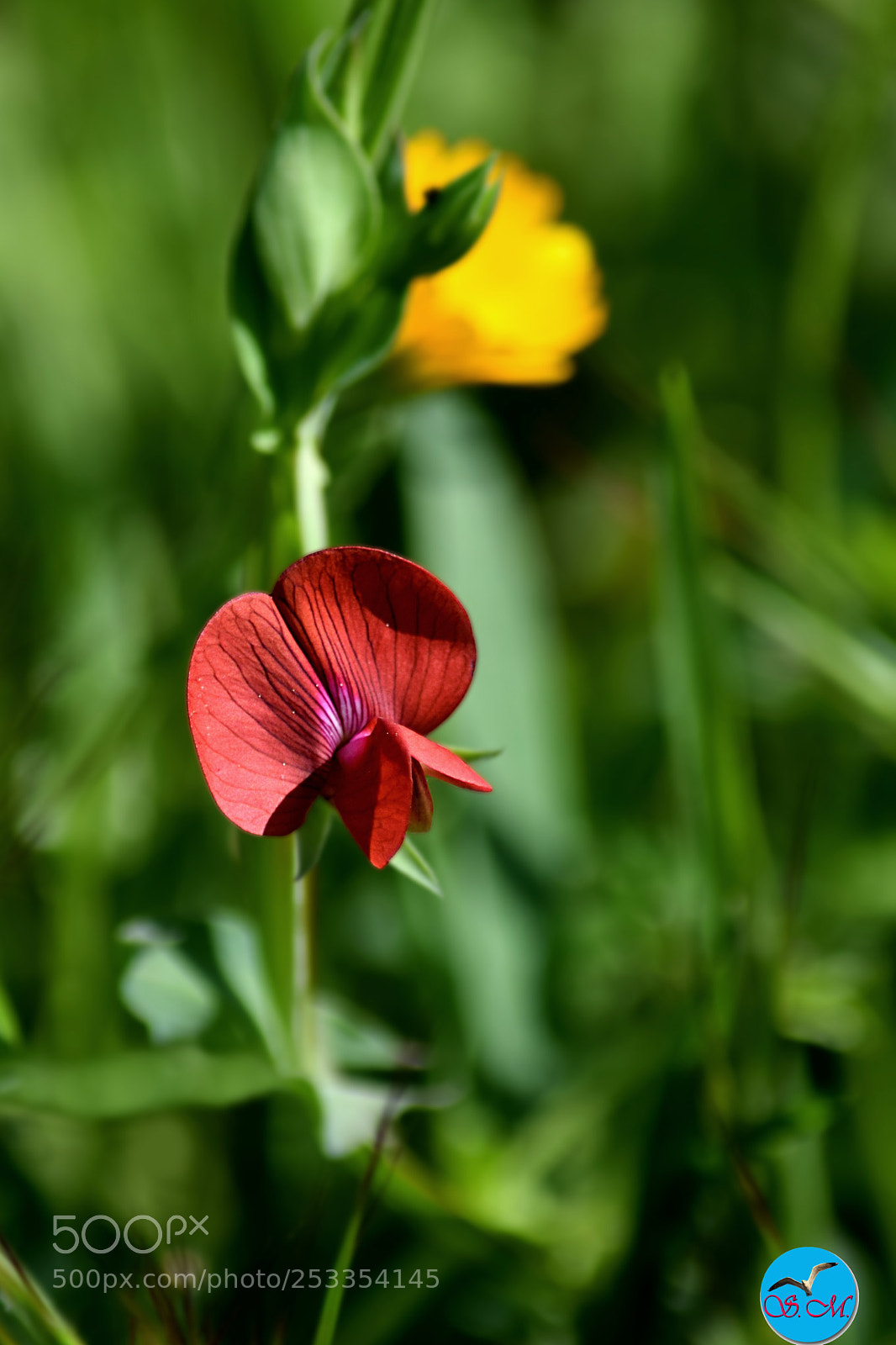 Nikon D3300 sample photo. Que de couleurs printani photography