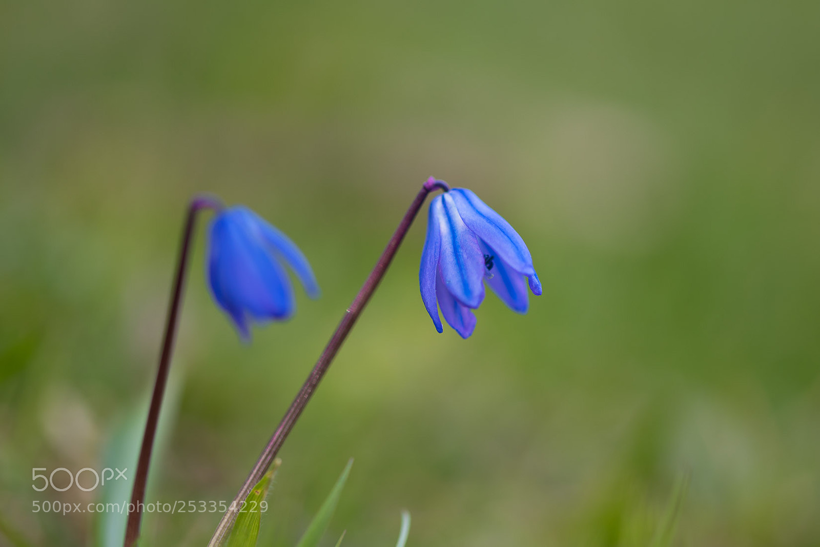 Nikon D500 sample photo. Blue bells photography