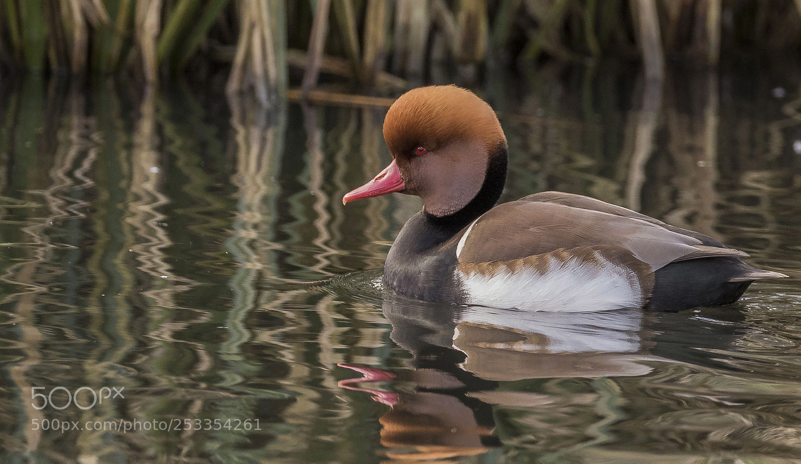 Canon EOS 7D Mark II sample photo. Red crested pochard photography