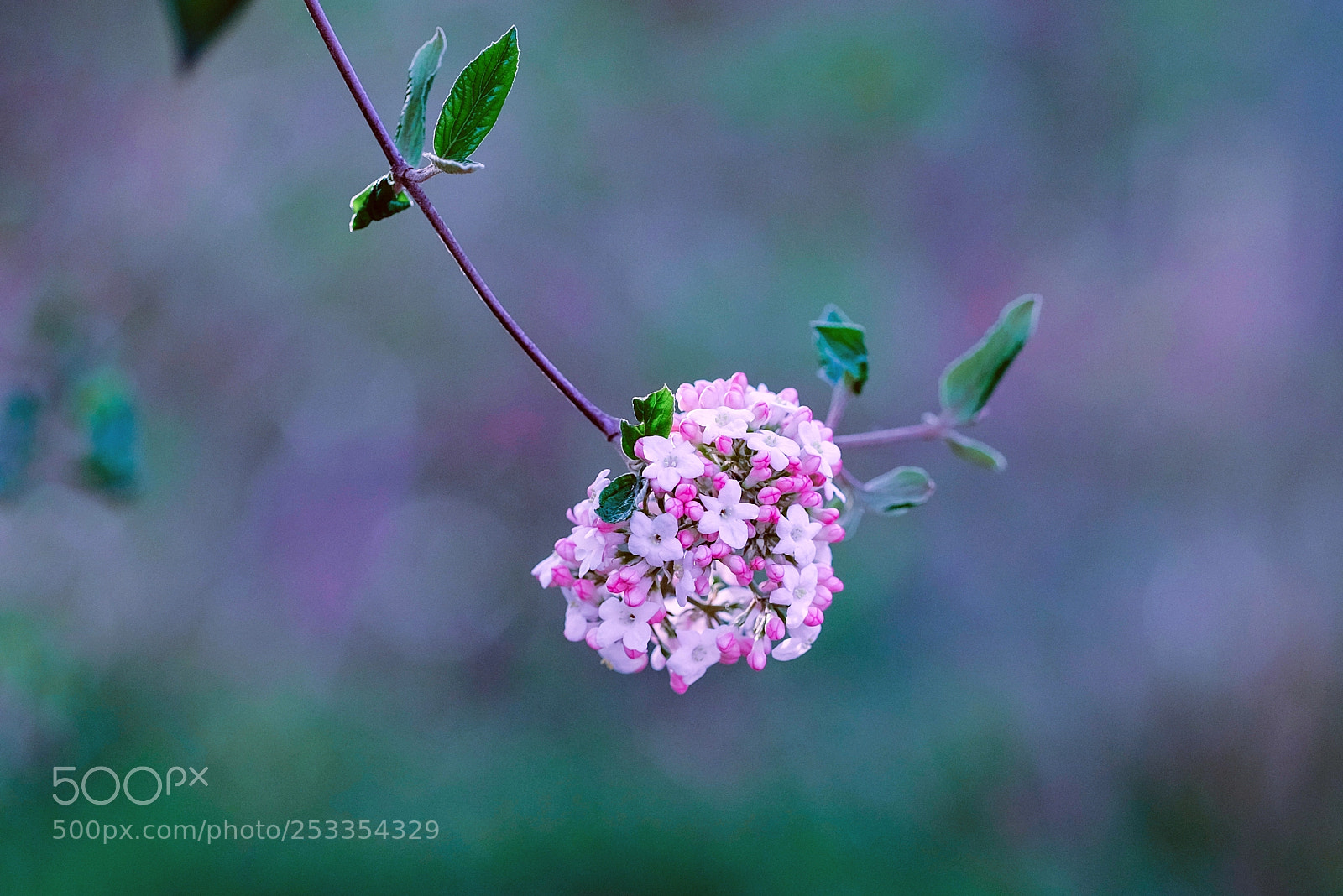 Fujifilm X-E2 sample photo. Floral meatball photography