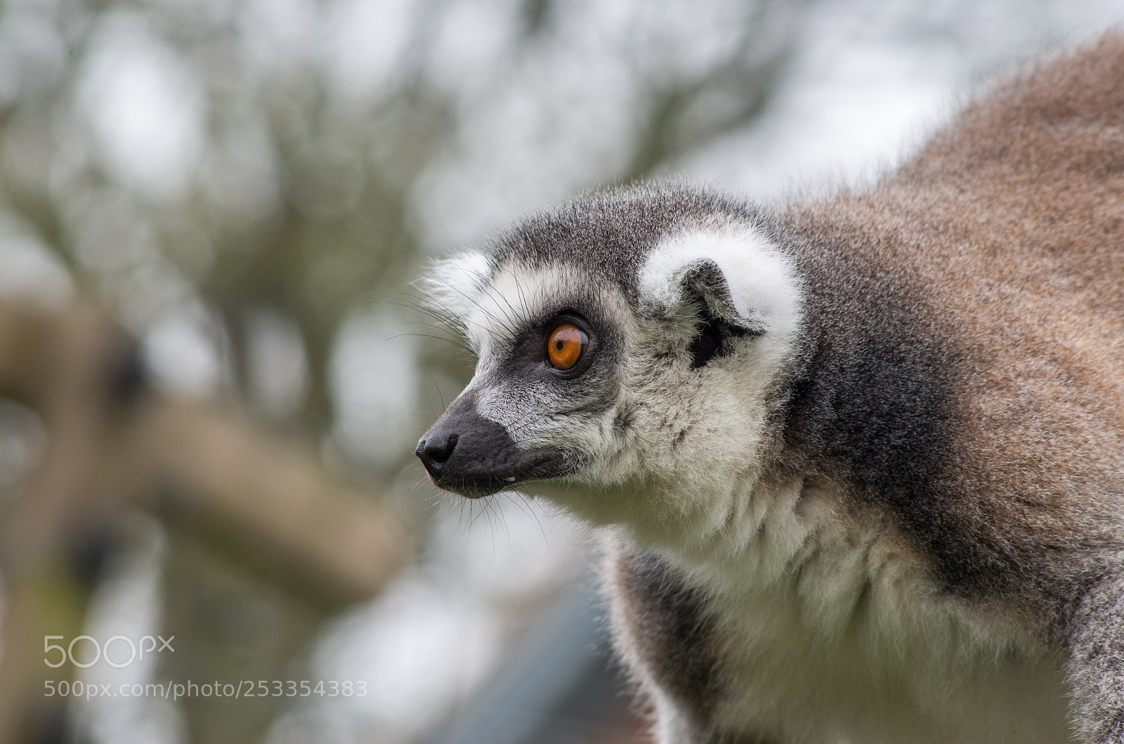Pentax K-30 sample photo. Lemur. photography